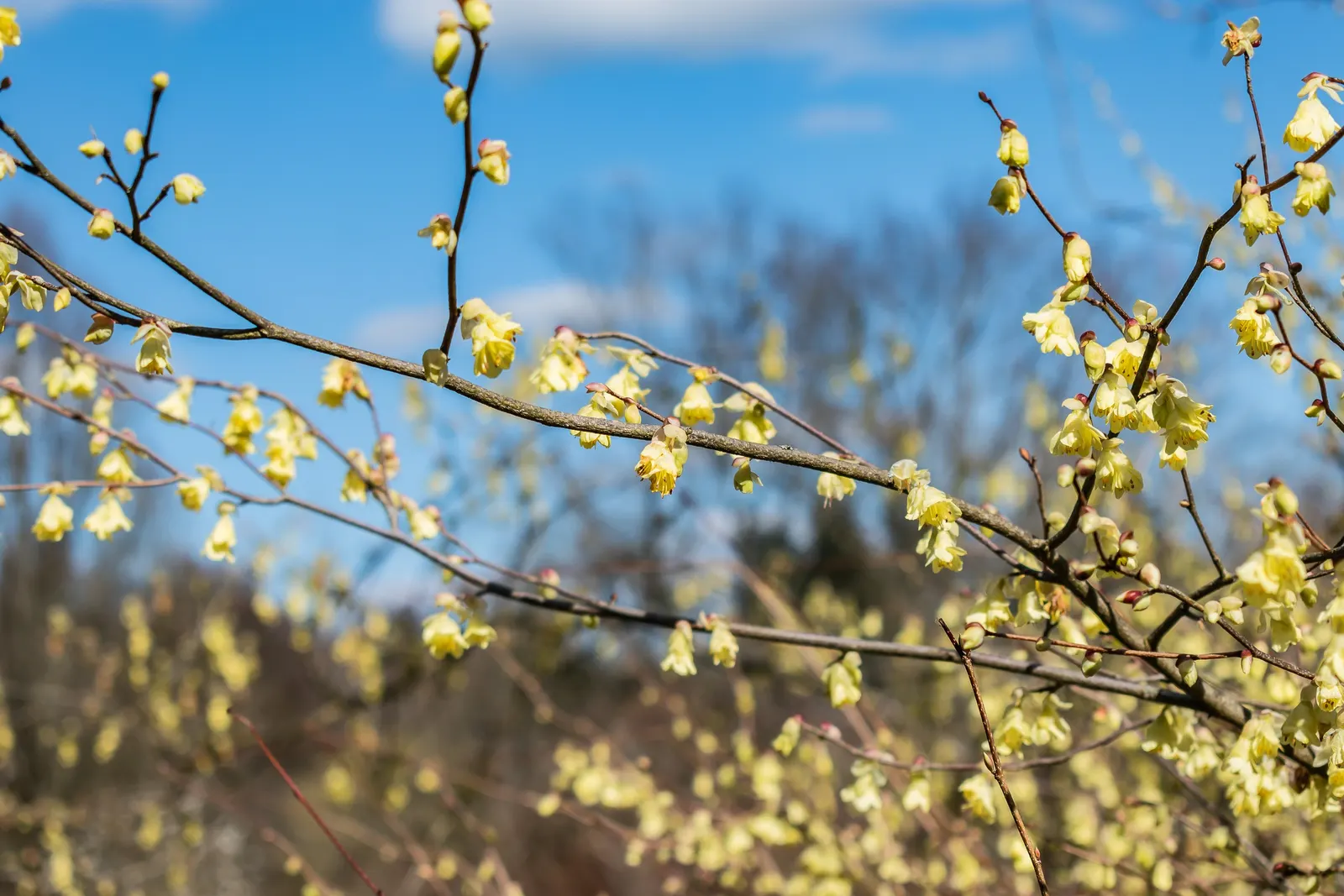 Winter Hazel (Corylopsis Spicata) — it's relatively low-maintenance; they turn a delightful golden-yellow in the autumn, offering three seasons of, image 107