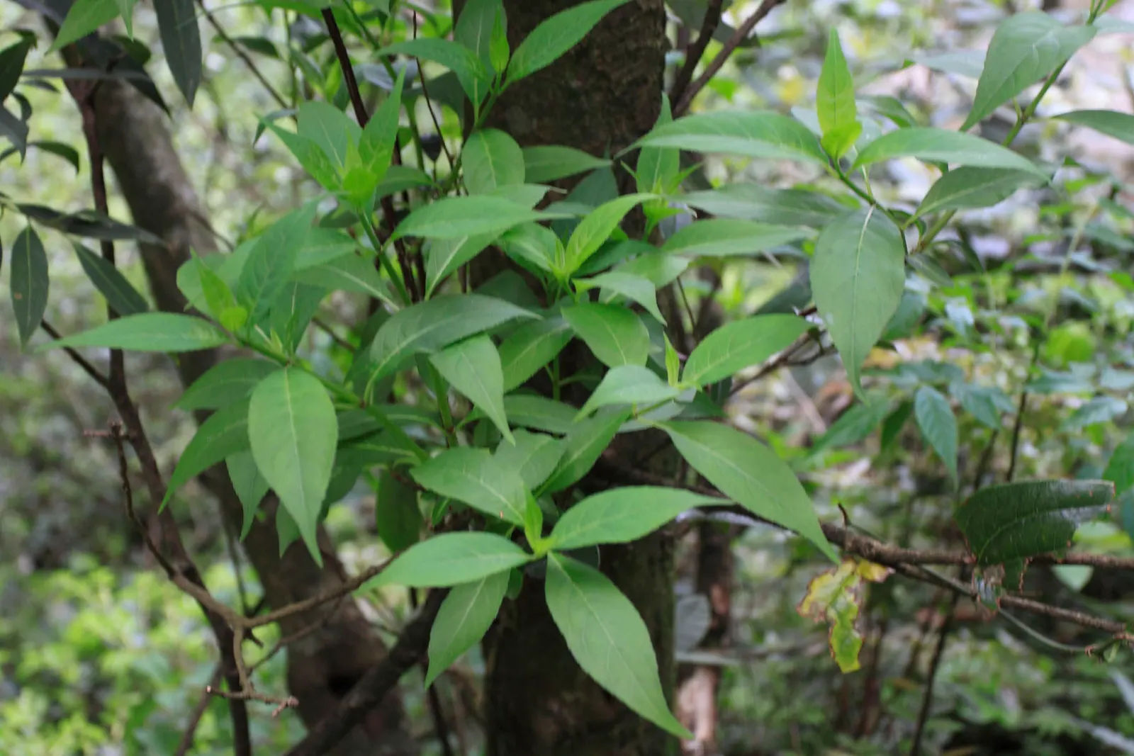 Winter Hazel (Corylopsis Spicata) — also provide summer shade; the flowers precede heart-shaped, ribbed leaves that turn yellow in the fall, image 73