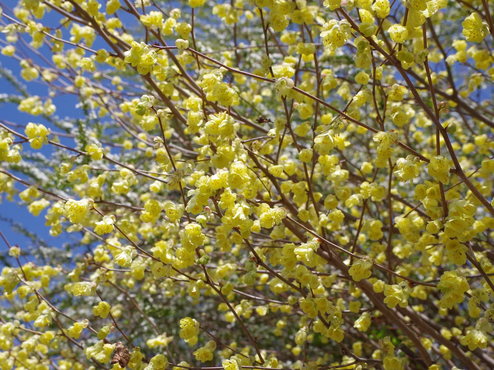 Winter Hazel (Corylopsis Spicata) — This shrub thrives in partial shade to full sun and prefers moist; they turn a delightful golden-yellow in the, image 131