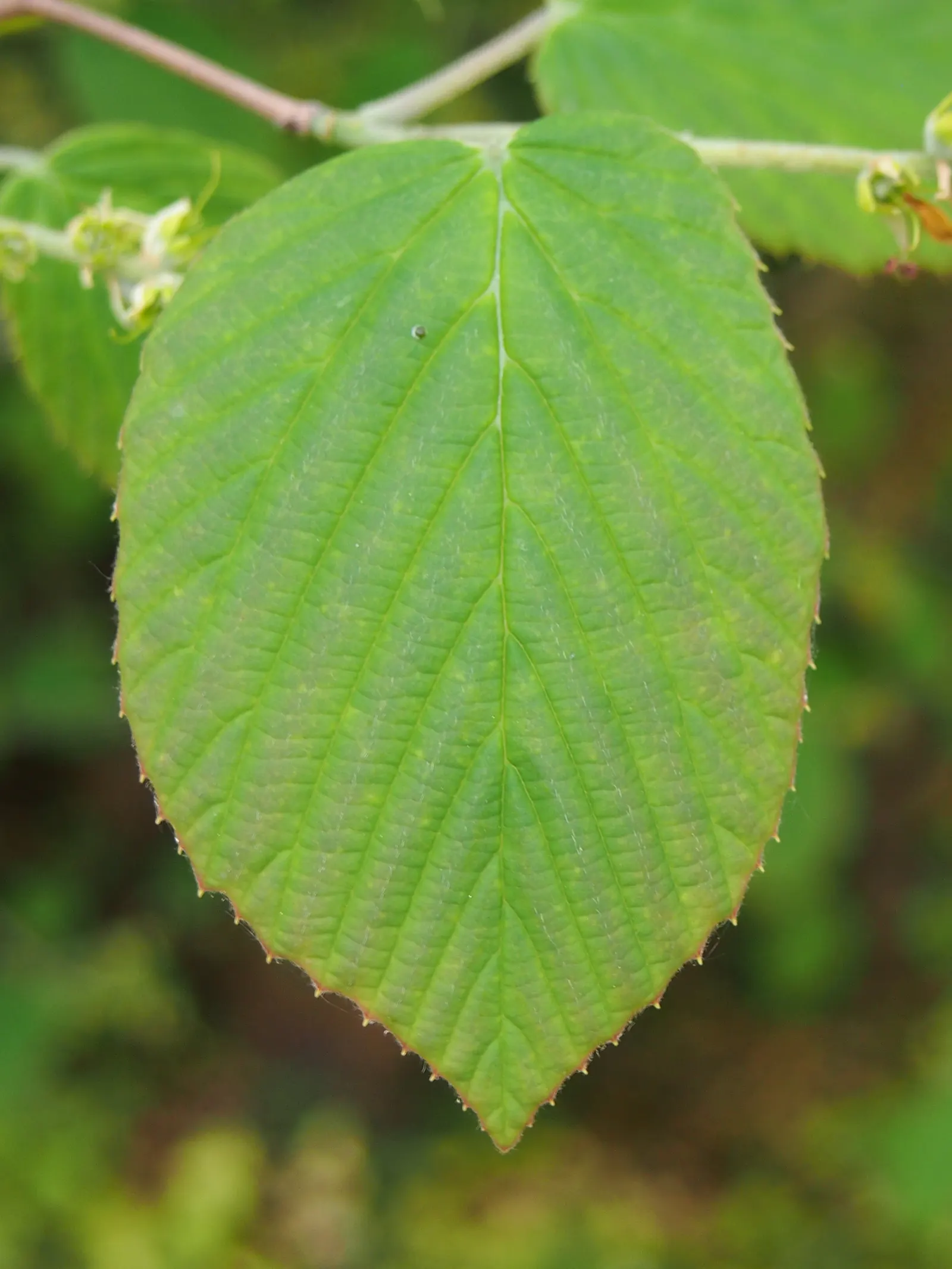 Winter Hazel (Corylopsis Spicata) — This plant can reach up to 6-8 feet in height and spreads 6-8 feet wide, creating a rounded form; they turn a, image 115