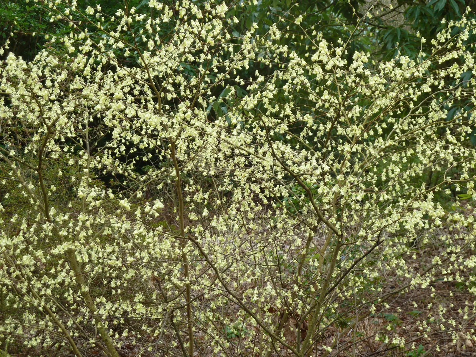 Winter Hazel (Corylopsis Spicata) — making it a versatile choice in a variety of temperate climates; which allows its pendulous