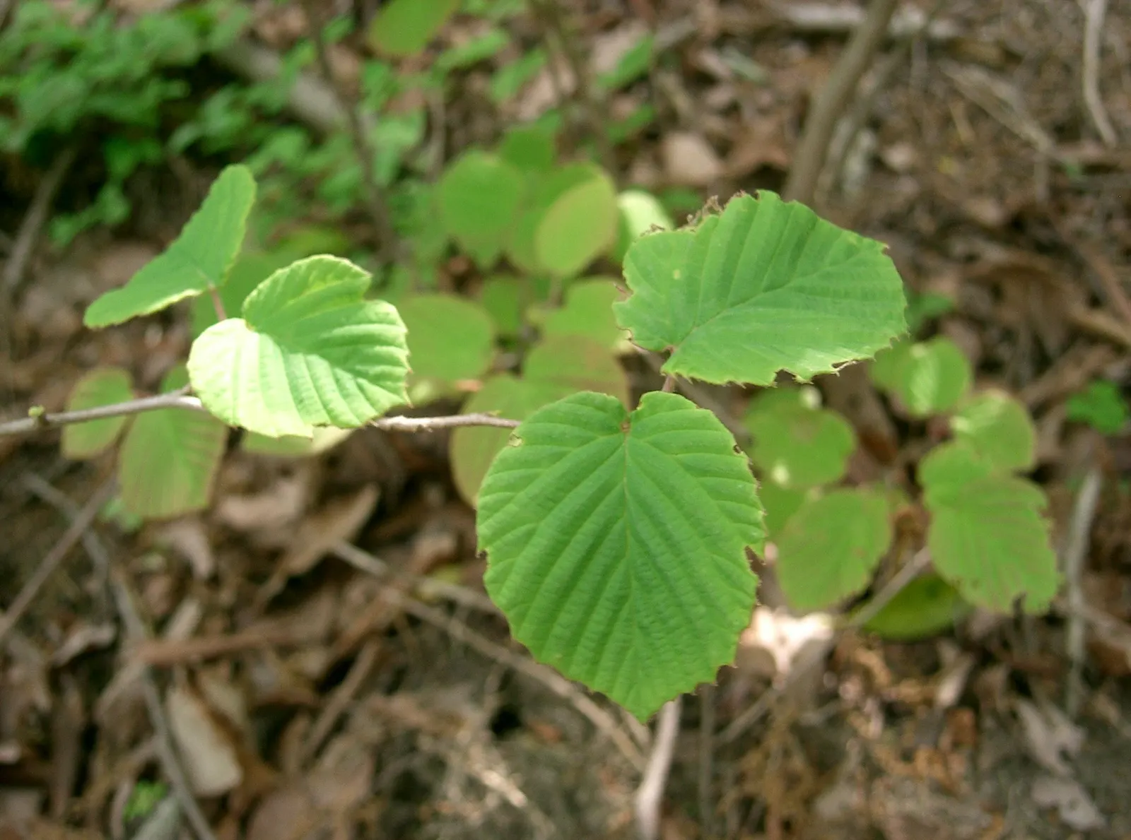 Winter Hazel (Corylopsis Spicata) — each about 1 to 3 inches long