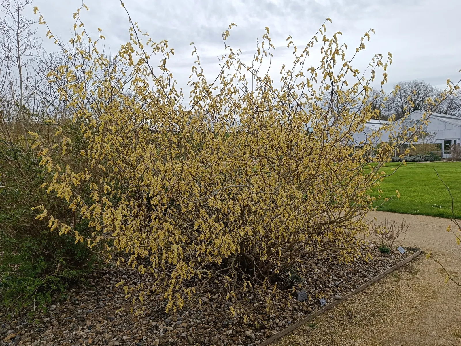 Winter Hazel (Corylopsis Spicata) — plant it against an evergreen backdrop or along the edge of wooded areas; which allows its pendulous, image 122