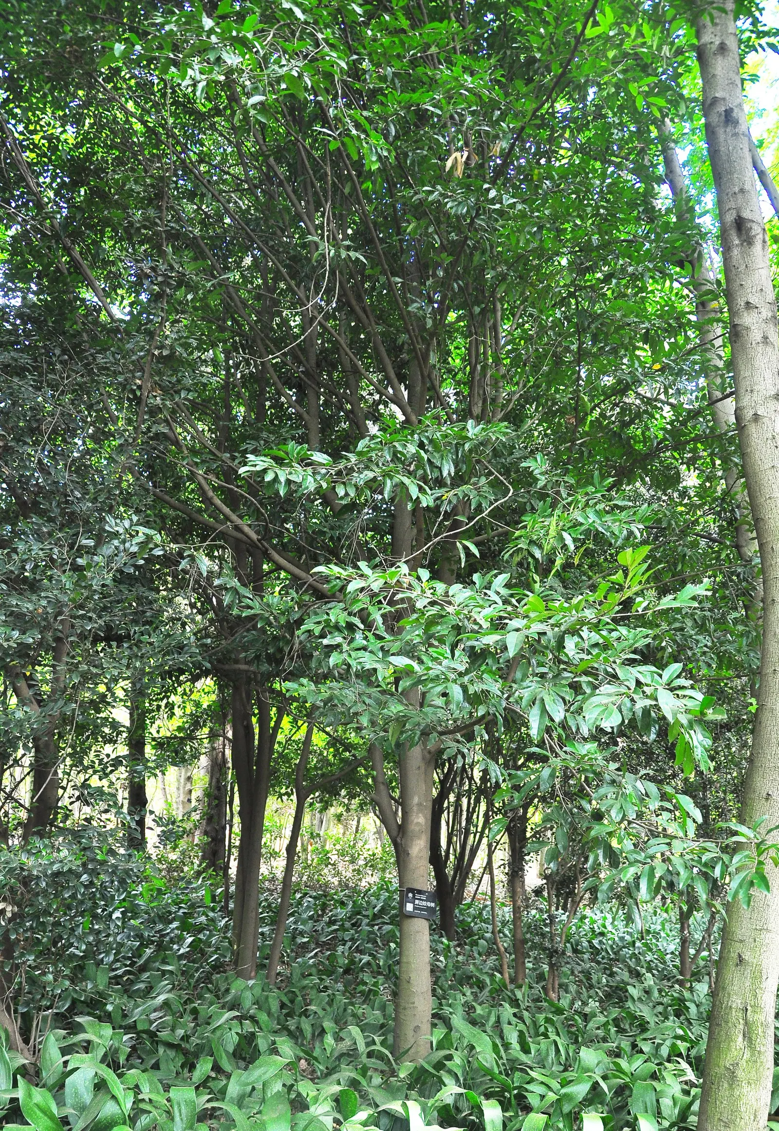 Winter Hazel (Corylopsis Spicata) — The flowers precede heart-shaped, ribbed leaves that turn yellow in the fall; this makes Corylopsis spicata a, image 60