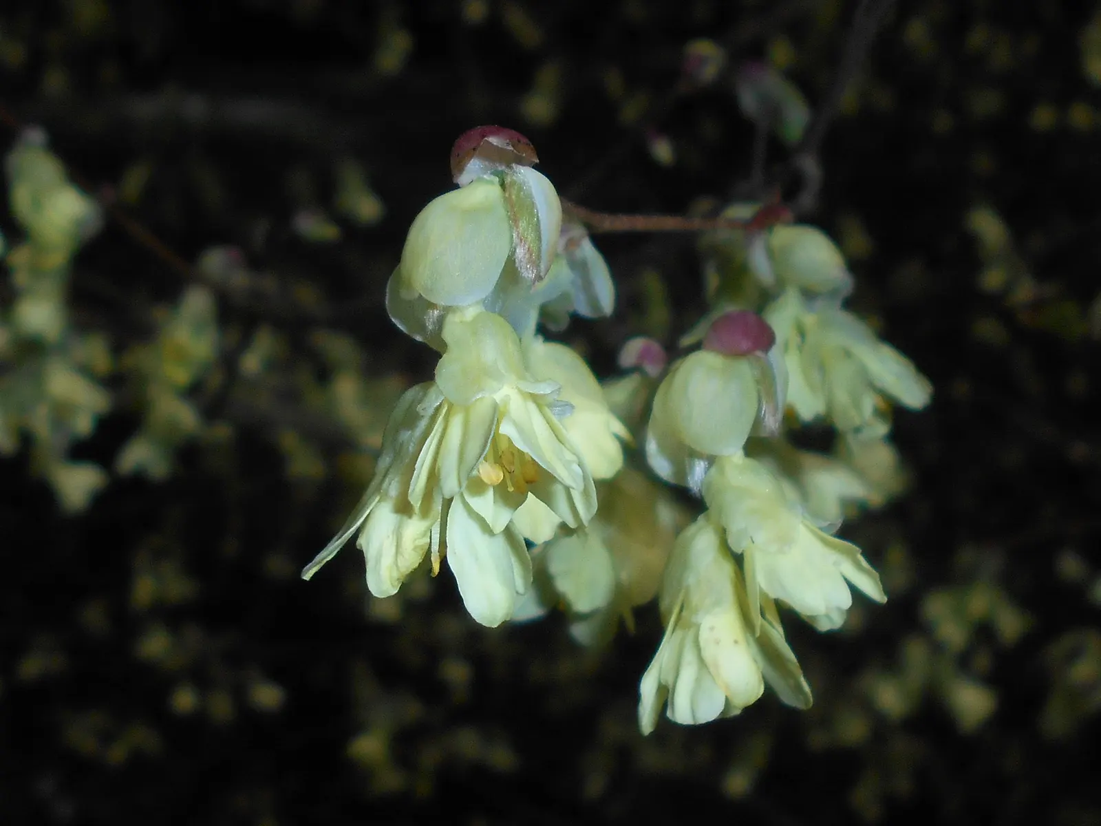 Winter Hazel (Corylopsis Spicata) — They turn a delightful golden-yellow in the autumn, offering three seasons of interest; which allows its, image 102