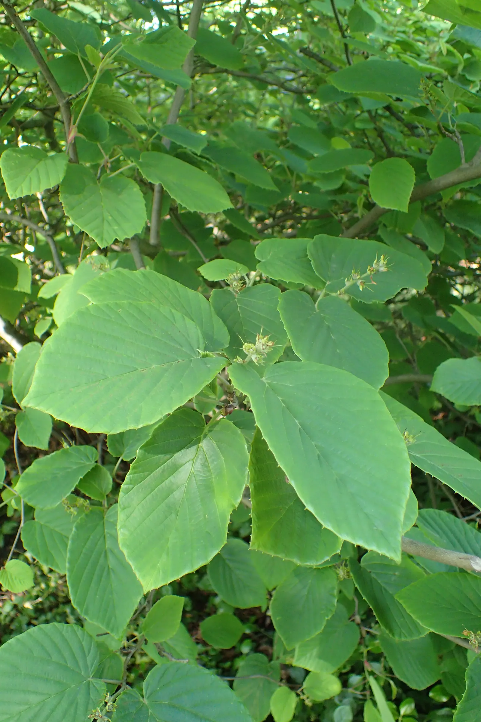 Winter Hazel (Corylopsis Spicata) — A deciduous shrub that hails from the forests of Japan and Korea; which allows its pendulous, image 90