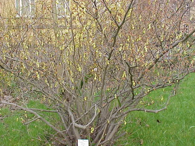 Winter Hazel (Corylopsis Spicata) — The flowers precede heart-shaped, ribbed leaves that turn yellow in the fall