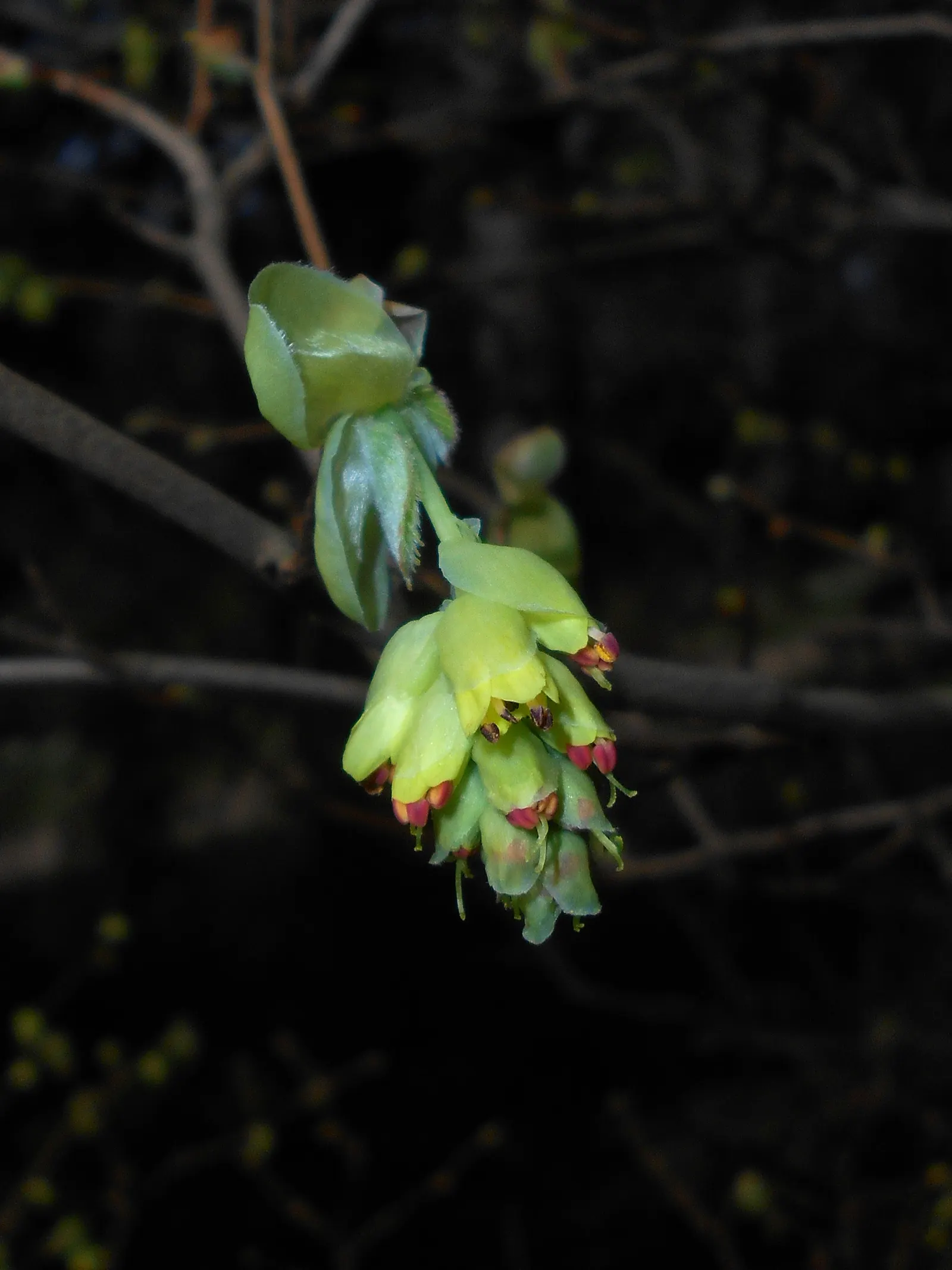 Winter Hazel (Corylopsis Spicata) — ideally with a slightly acidic to neutral pH.<br><br>Winter Hazel is generally hardy in USDA zones 5 to 8; this, image 104