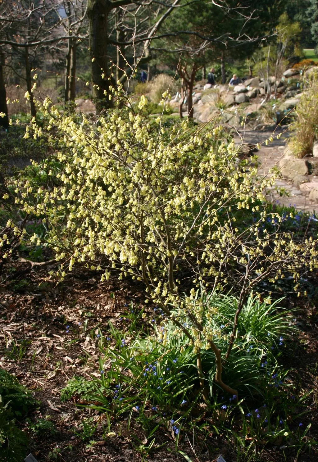 Winter Hazel (Corylopsis Spicata) — Preferring partial shade and well-drained acidic soil, it's ideal for woodland gardens and mixed borders; the, image 61