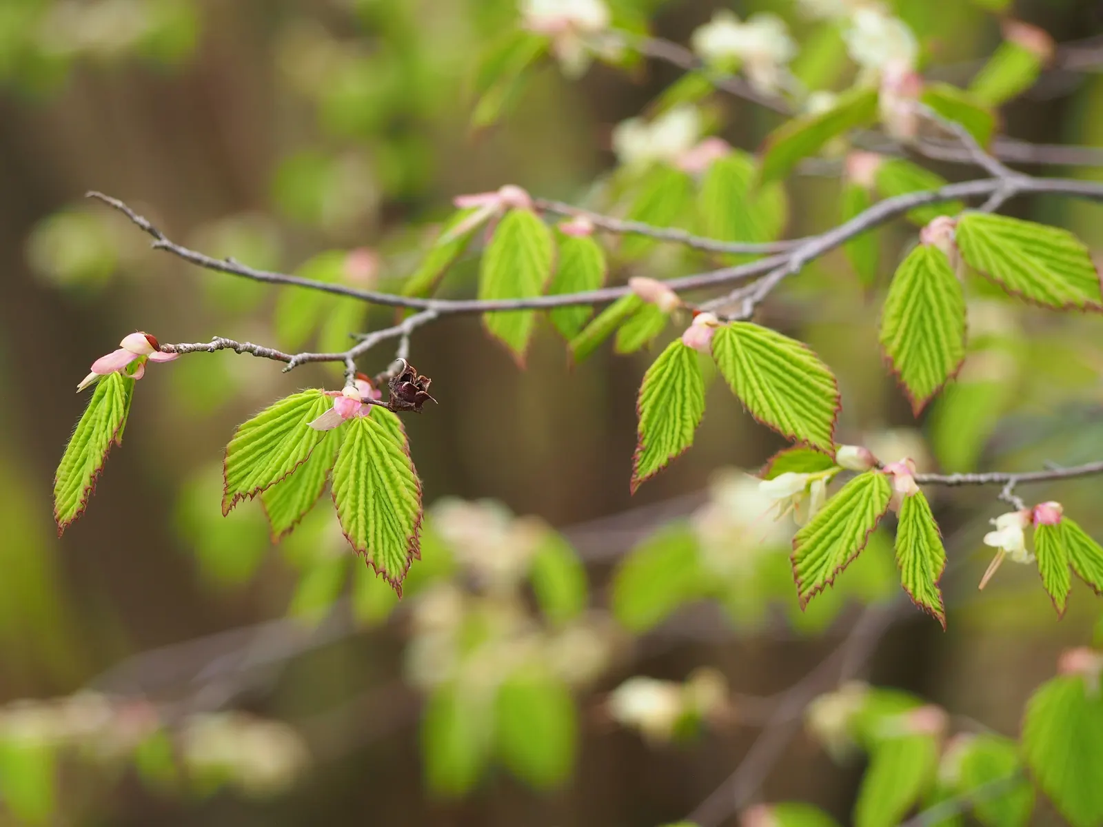 Winter Hazel (Corylopsis Spicata) — ideally with a slightly acidic to neutral pH.<br><br>Winter Hazel is generally hardy in USDA zones 5 to 8; this, image 76