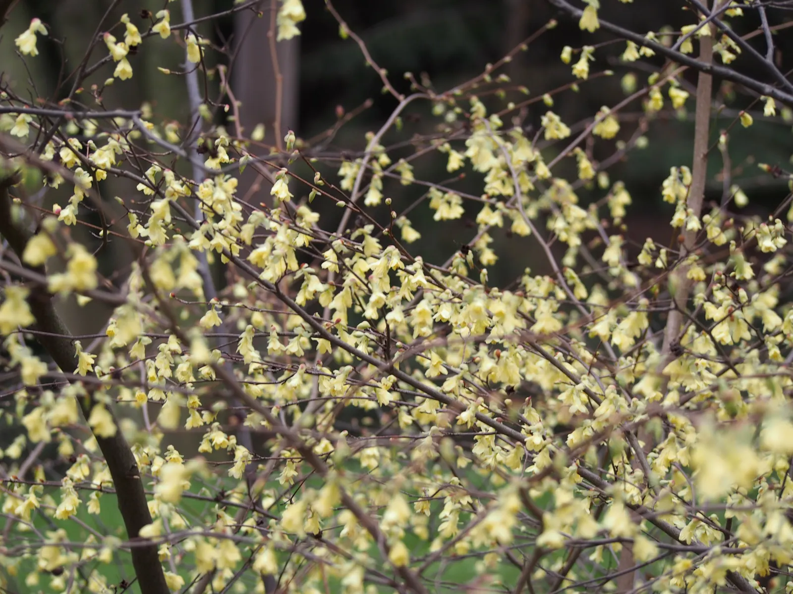 Winter Hazel (Corylopsis Spicata) — making it a versatile choice in a variety of temperate climates; which allows its pendulous, image 134