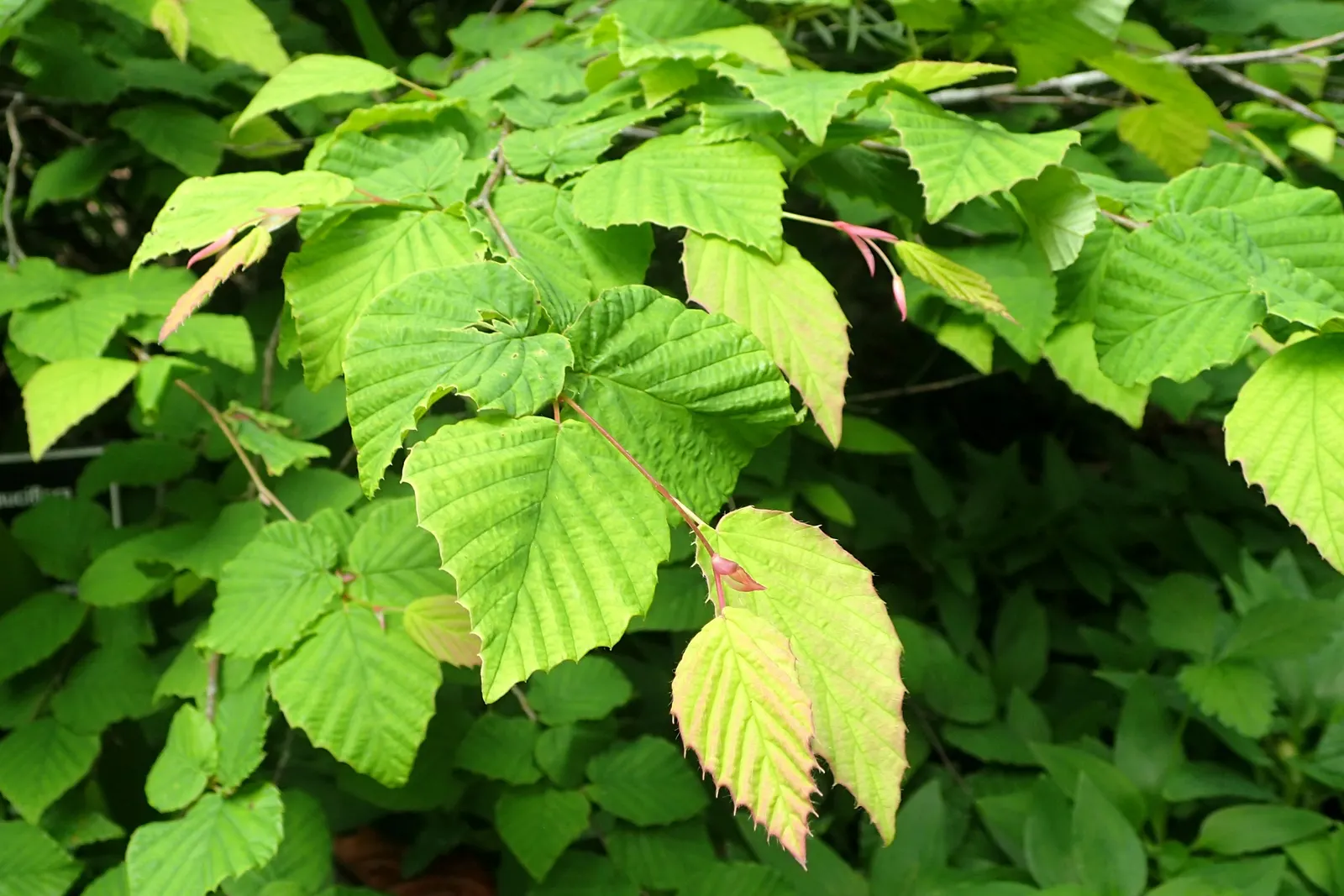 Winter Hazel (Corylopsis Spicata) — <br><br>Not just a one-season wonder; which allows its pendulous, image 126