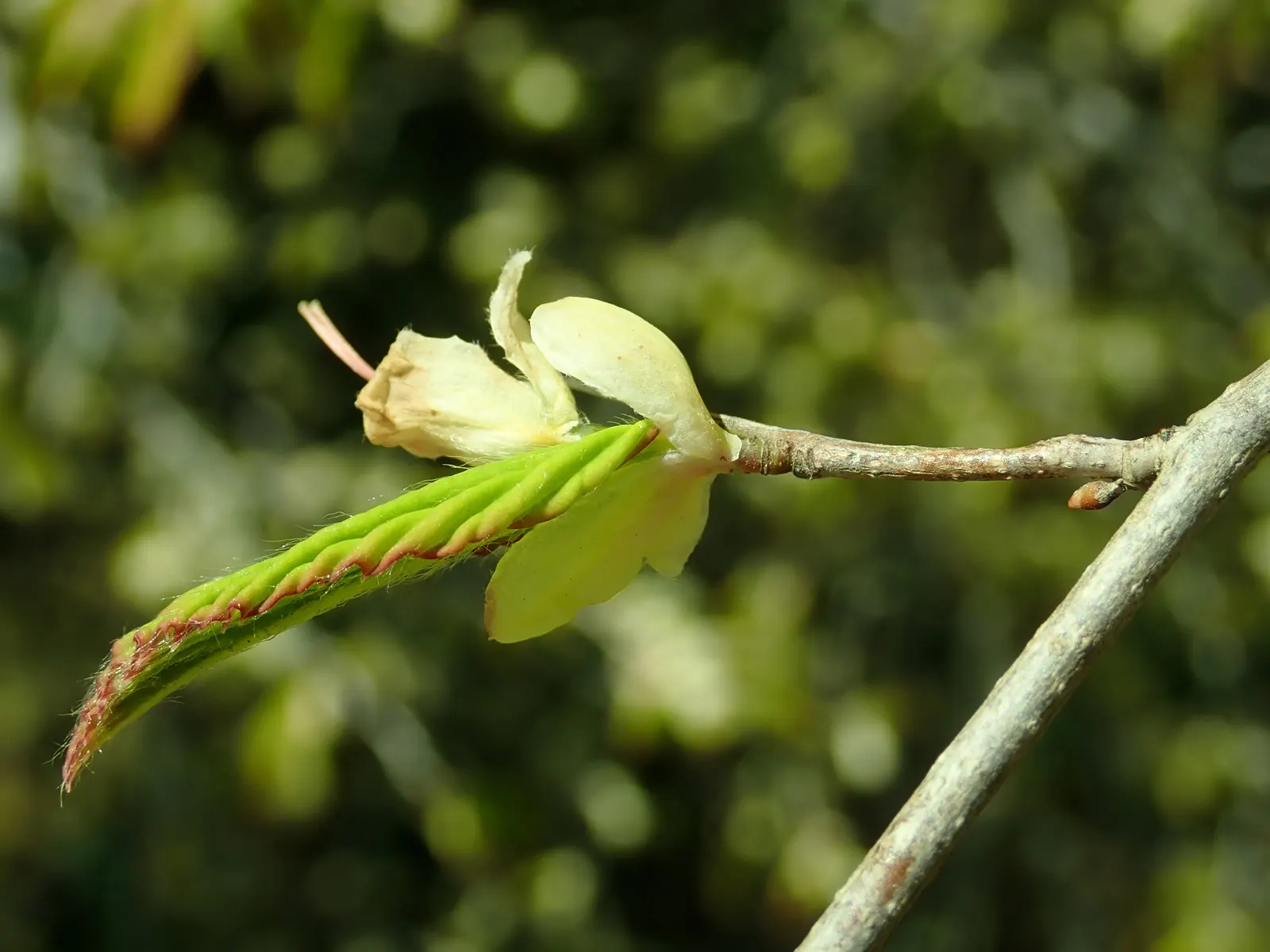 Winter Hazel (Corylopsis Spicata) — <br><br>When designing a landscape; this makes Corylopsis spicata a beautiful and manageable addition to both residential