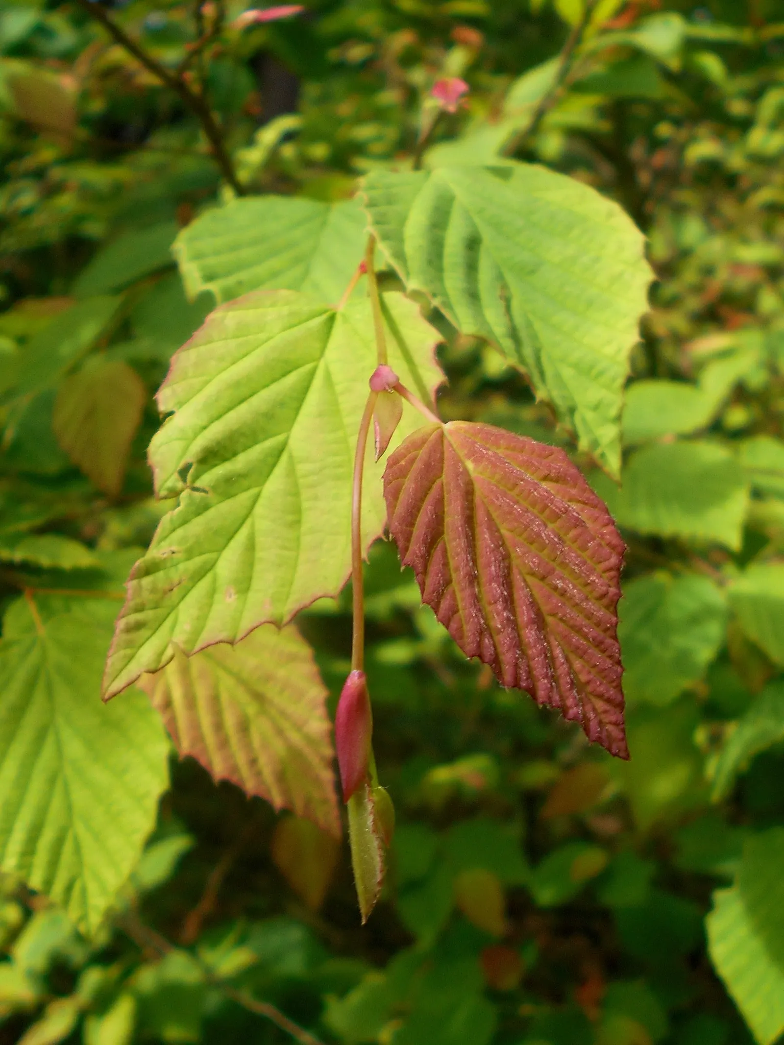 Winter Hazel (Corylopsis Spicata) — each about 1 to 3 inches long; the flowers precede heart-shaped, ribbed leaves that turn yellow in the fall, image 125