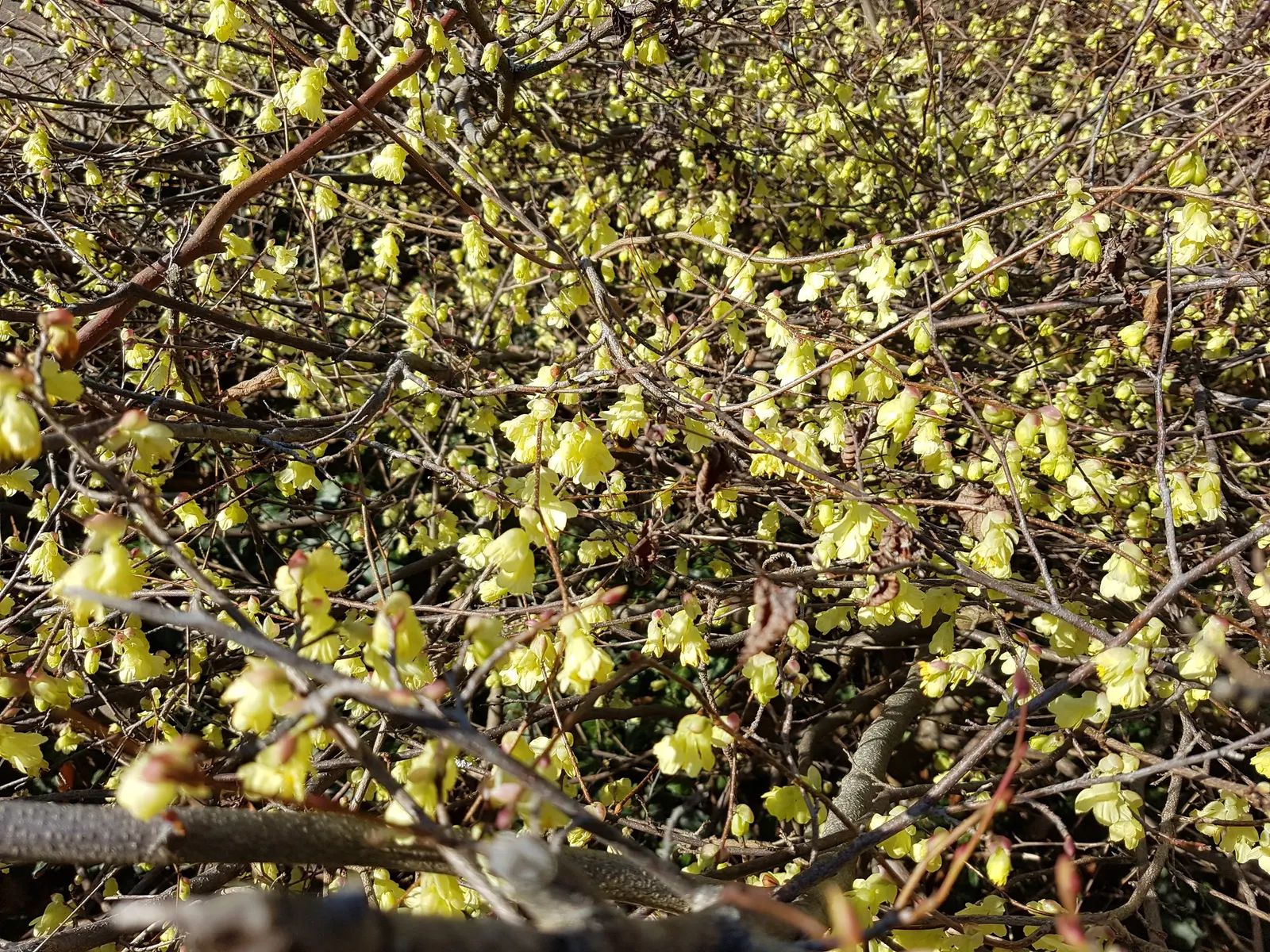 Winter Hazel (Corylopsis Spicata) — ideally with a slightly acidic to neutral pH.<br><br>Winter Hazel is generally hardy in USDA zones 5 to 8