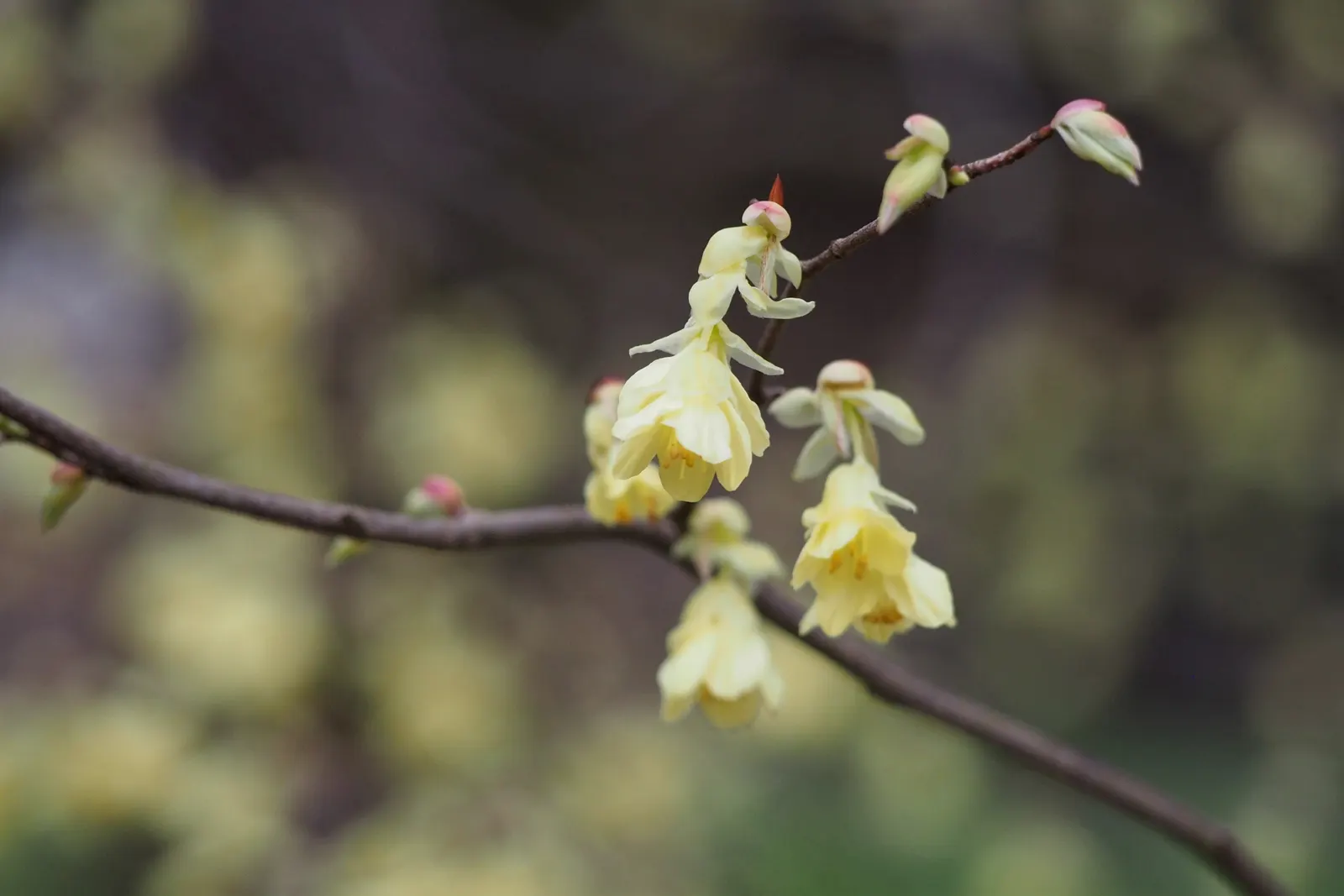 Winter Hazel (Corylopsis Spicata) — This plant can reach up to 6-8 feet in height and spreads 6-8 feet wide, creating a rounded form