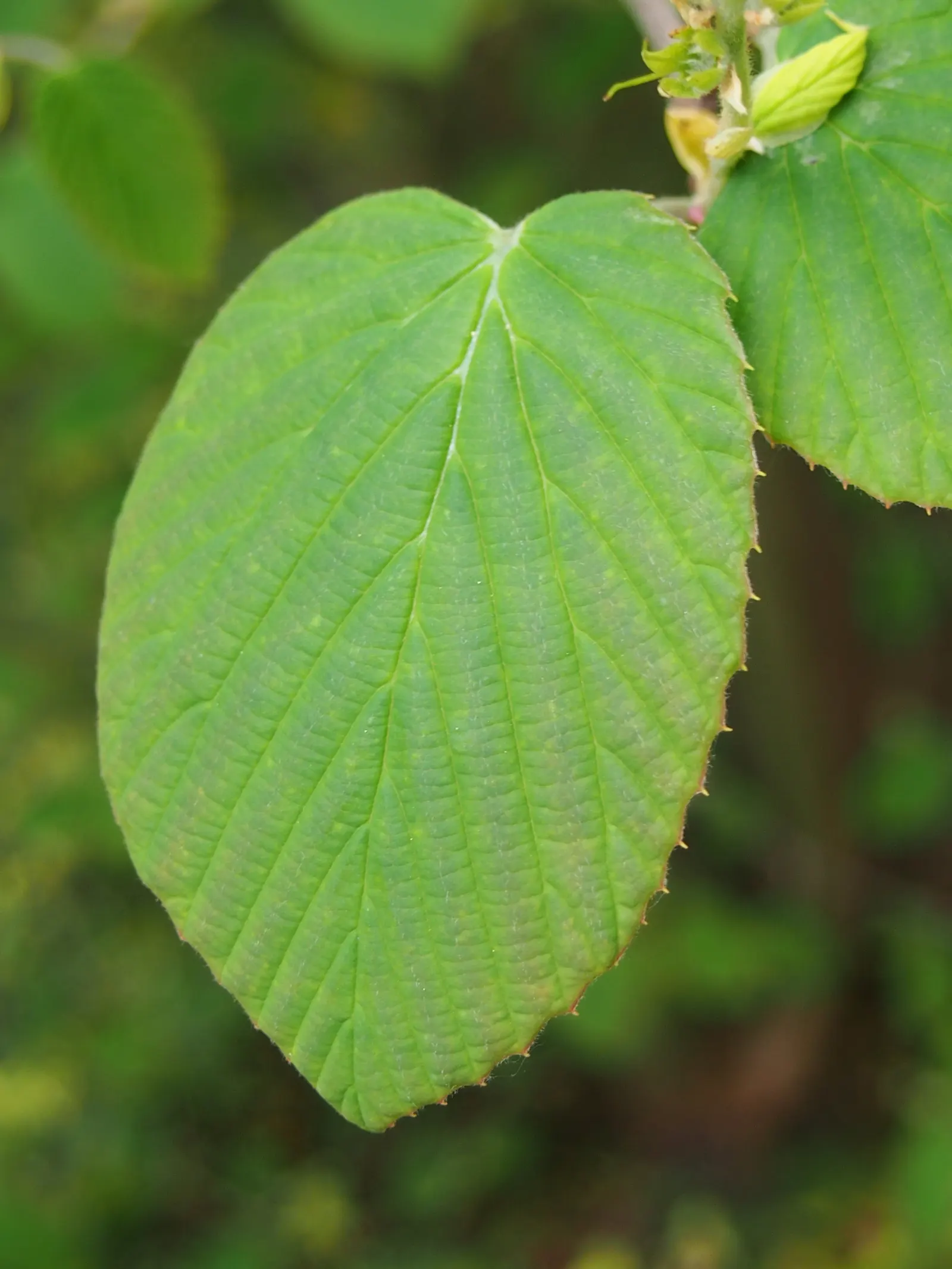 Winter Hazel (Corylopsis Spicata) — This plant can reach up to 6-8 feet in height and spreads 6-8 feet wide, creating a rounded form; they turn a, image 87