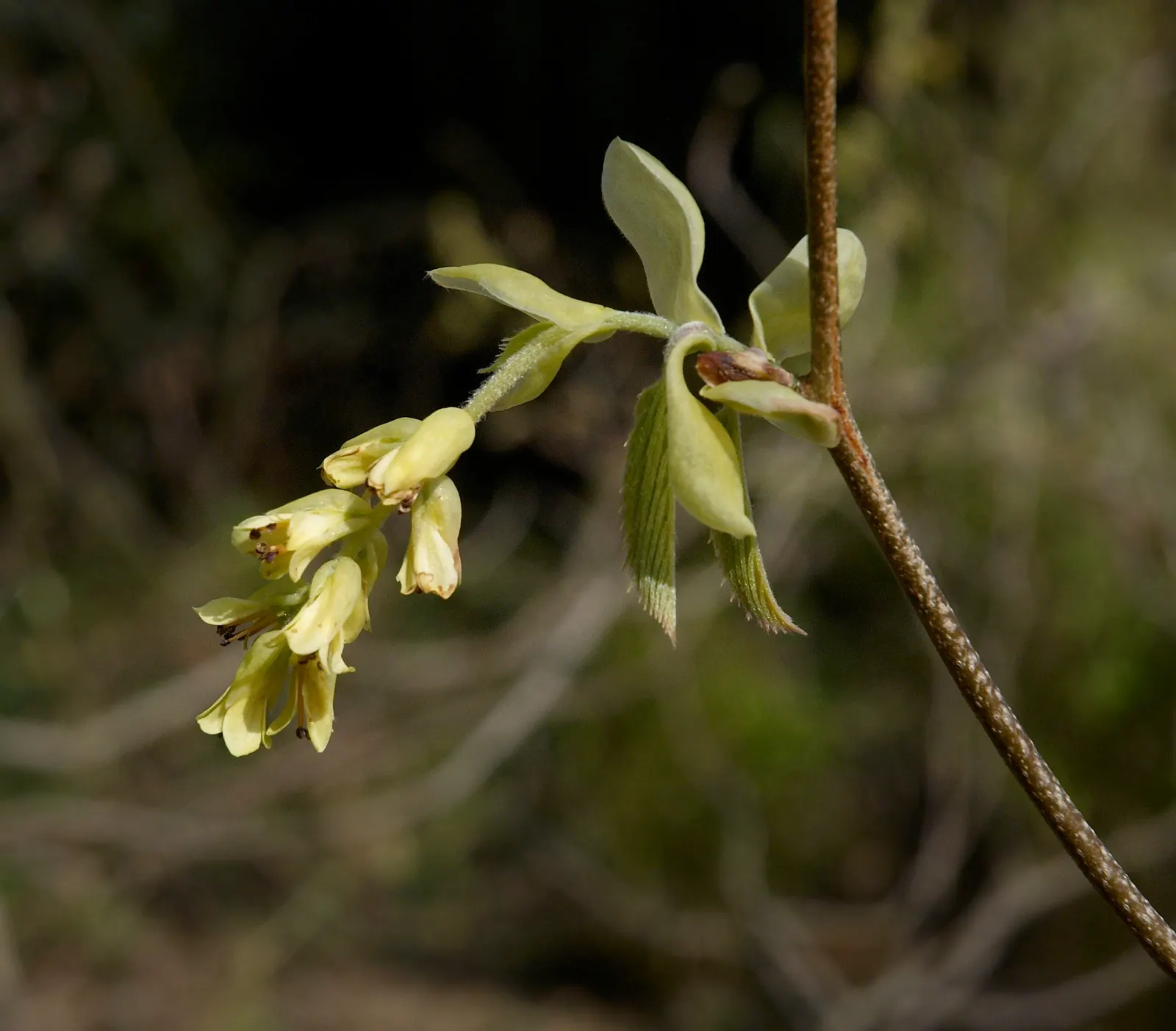Winter Hazel (Corylopsis Spicata) — heart-shaped with subtle serrated edges