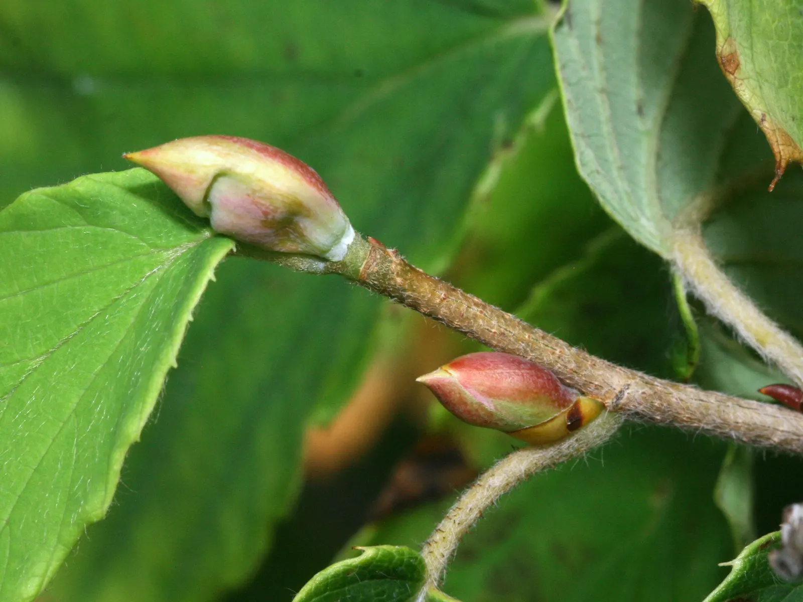 Winter Hazel (Corylopsis Spicata) — <br><br>When designing a landscape; this makes Corylopsis spicata a beautiful and manageable addition to both, image 64