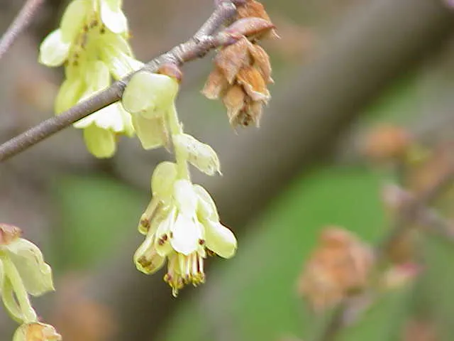 Winter Hazel (Corylopsis Spicata) — heart-shaped with subtle serrated edges; this makes Corylopsis spicata a beautiful and manageable addition to both