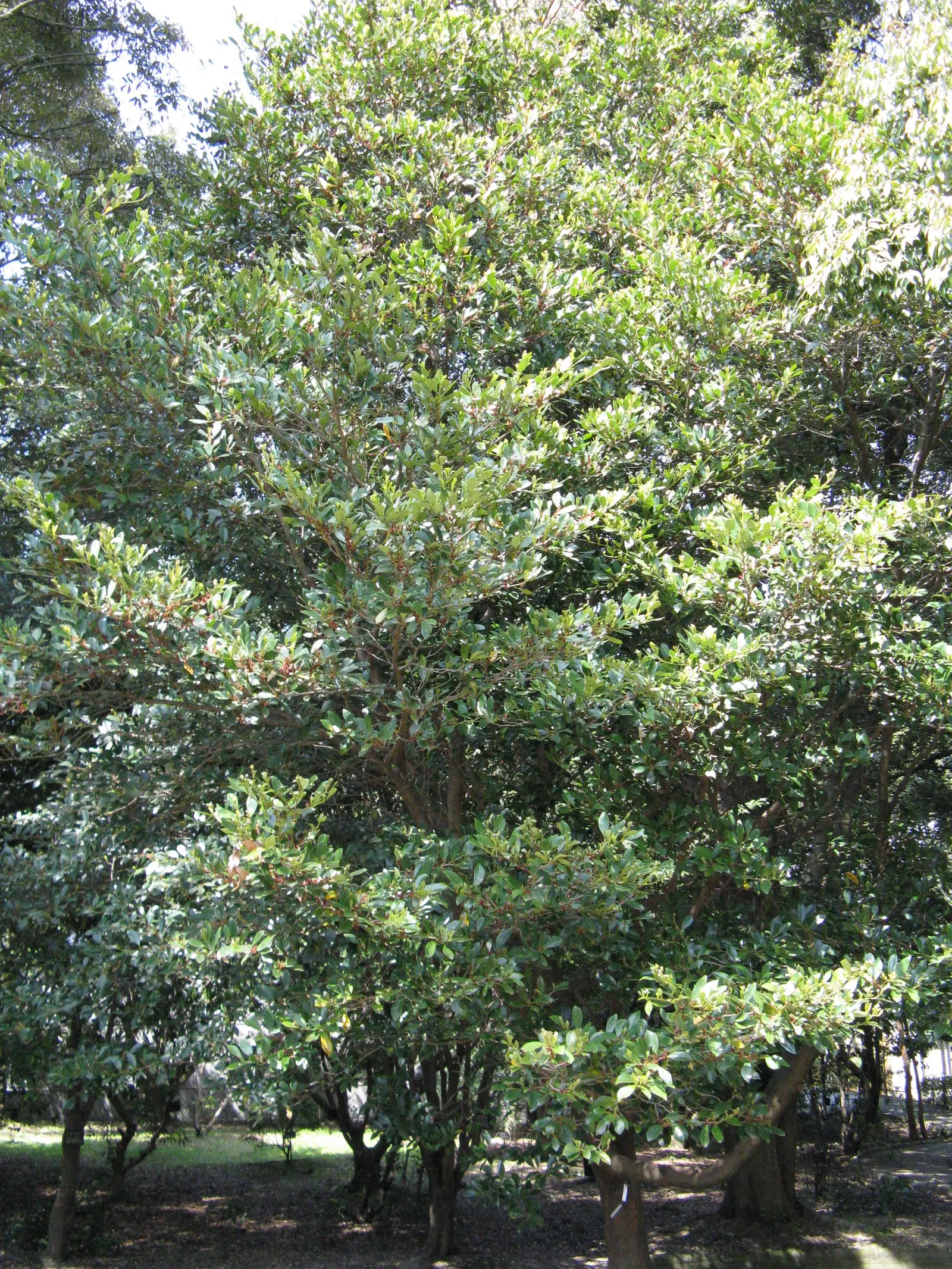 Winter Hazel (Corylopsis Spicata) — <br><br>Not just a one-season wonder