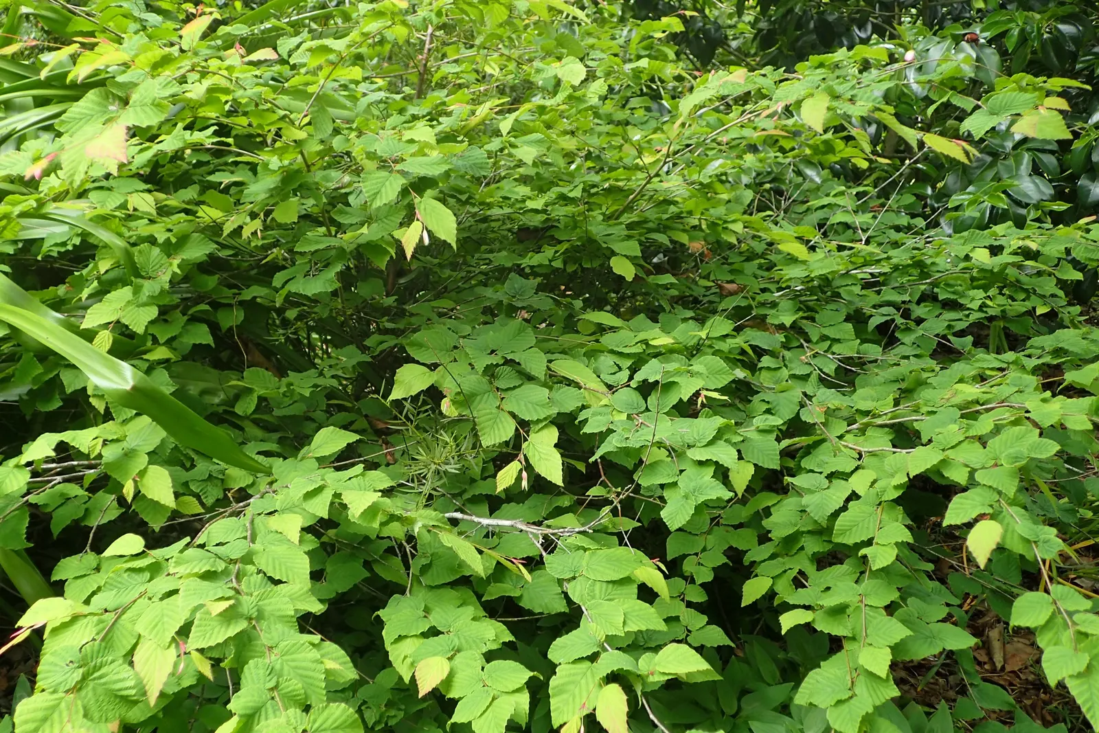 Winter Hazel (Corylopsis Spicata) — plant it against an evergreen backdrop or along the edge of wooded areas