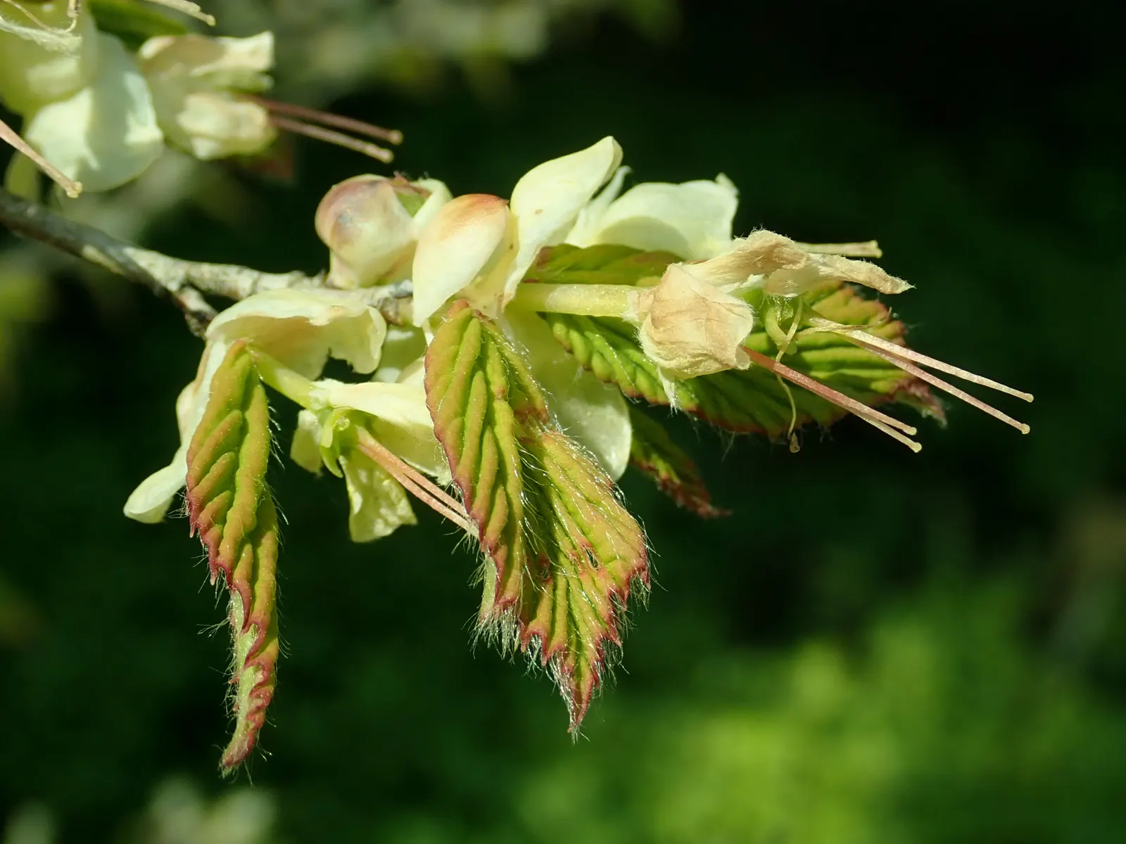 Winter Hazel (Corylopsis Spicata) — yellow flowers in the garden; which allows its pendulous, image 110