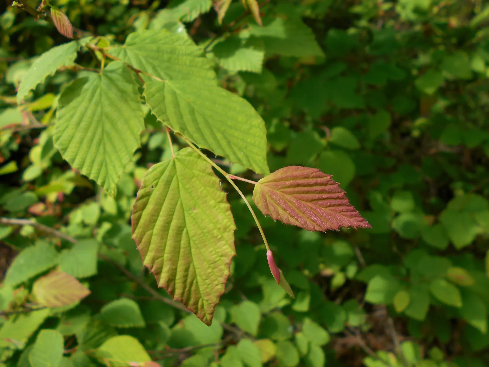 Winter Hazel (Corylopsis Spicata) — plant it against an evergreen backdrop or along the edge of wooded areas; which allows its pendulous