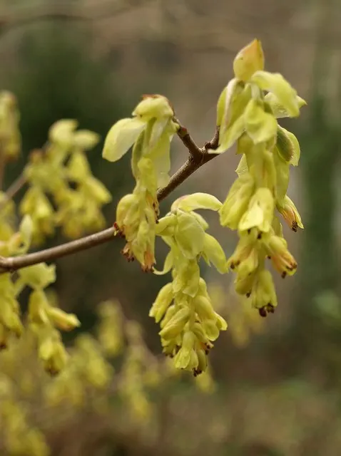 Winter Hazel (Corylopsis Spicata) — it's relatively low-maintenance