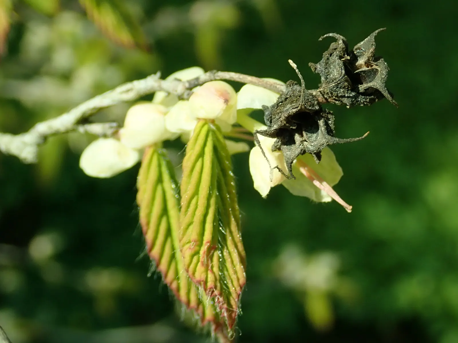 Winter Hazel (Corylopsis Spicata) — heart-shaped with subtle serrated edges; this makes Corylopsis spicata a beautiful and manageable addition to, image 100