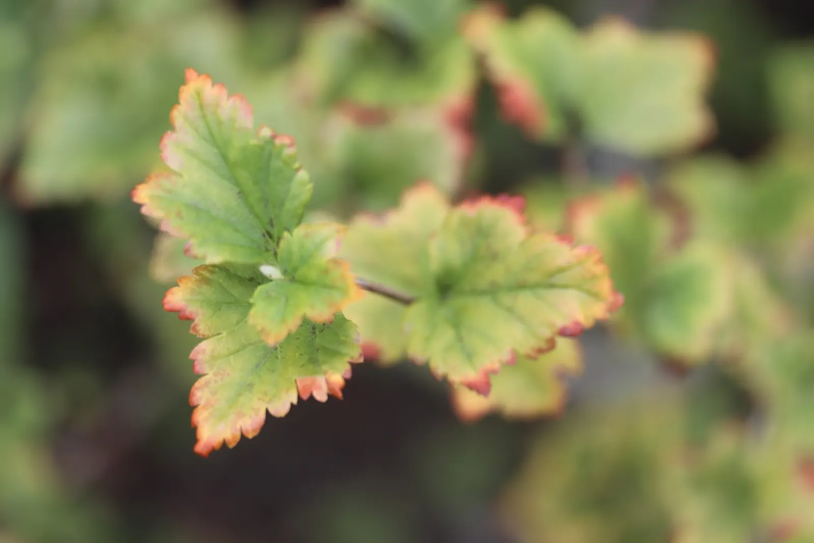Winter Hazel (Corylopsis Spicata) — commonly known as Winter Hazel; the flowers precede heart-shaped, ribbed leaves that turn yellow in the fall, image 85