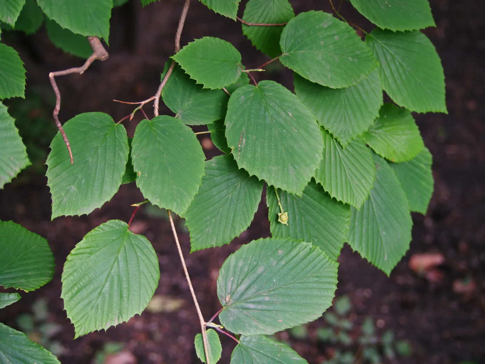 Winter Hazel (Corylopsis Spicata) — which allows its pendulous