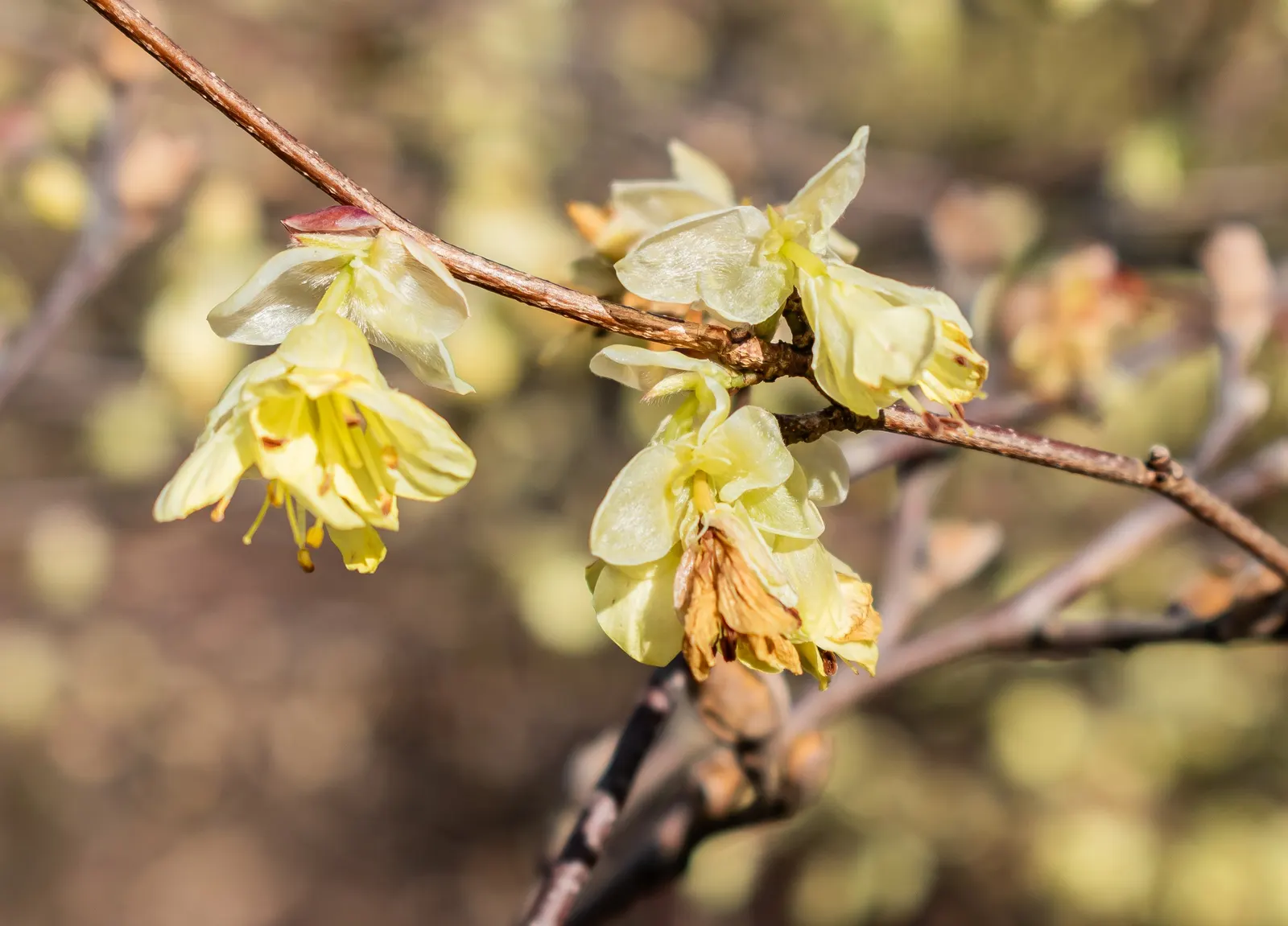 Winter Hazel (Corylopsis Spicata) — requiring minimal pruning only to shape or remove dead wood; this makes Corylopsis spicata a beautiful and, image 108