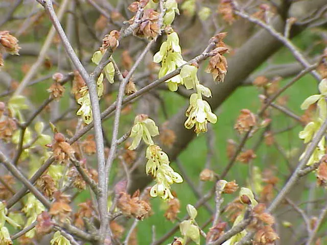 Winter Hazel (Corylopsis Spicata) — yellow flowers in early spring; which allows its pendulous, image 86