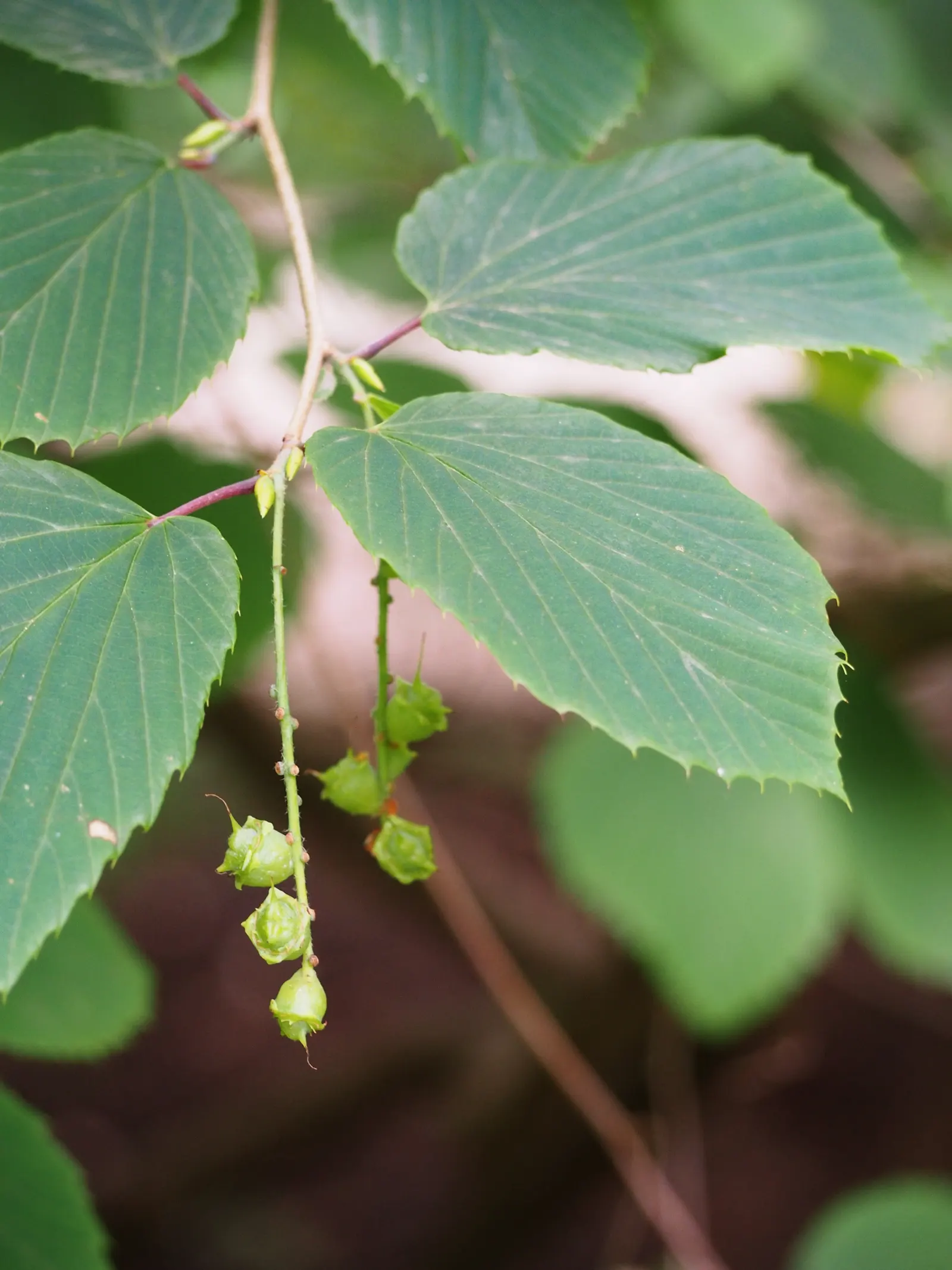 Winter Hazel (Corylopsis Spicata) — it's relatively low-maintenance; they turn a delightful golden-yellow in the autumn, offering three seasons of, image 79
