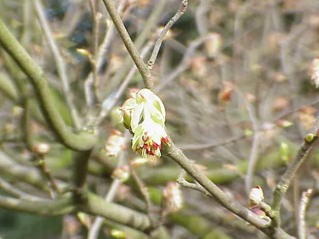 Winter Hazel (Corylopsis Spicata) — They turn a delightful golden-yellow in the autumn, offering three seasons of interest; which allows its pendulous