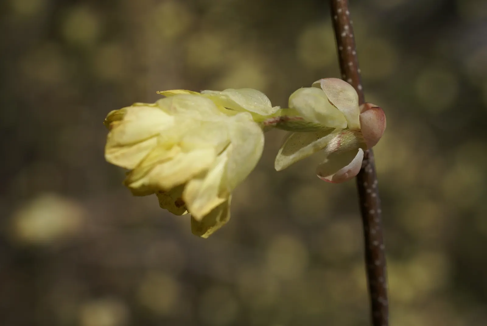 Winter Hazel (Corylopsis Spicata) — The flowers precede heart-shaped, ribbed leaves that turn yellow in the fall; this makes Corylopsis spicata a, image 116