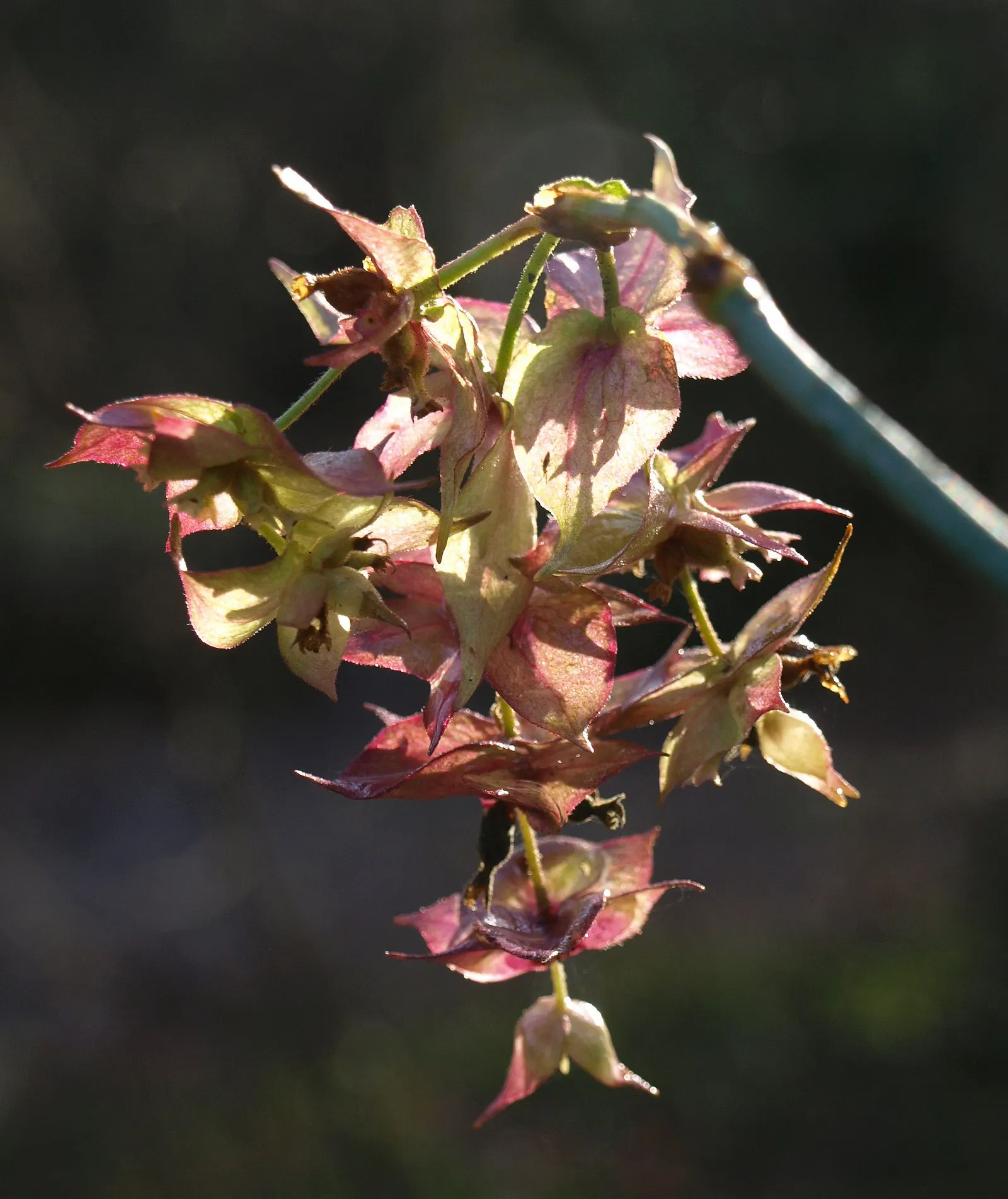 Winter Hazel (Corylopsis Spicata) — yellow flowers in the garden