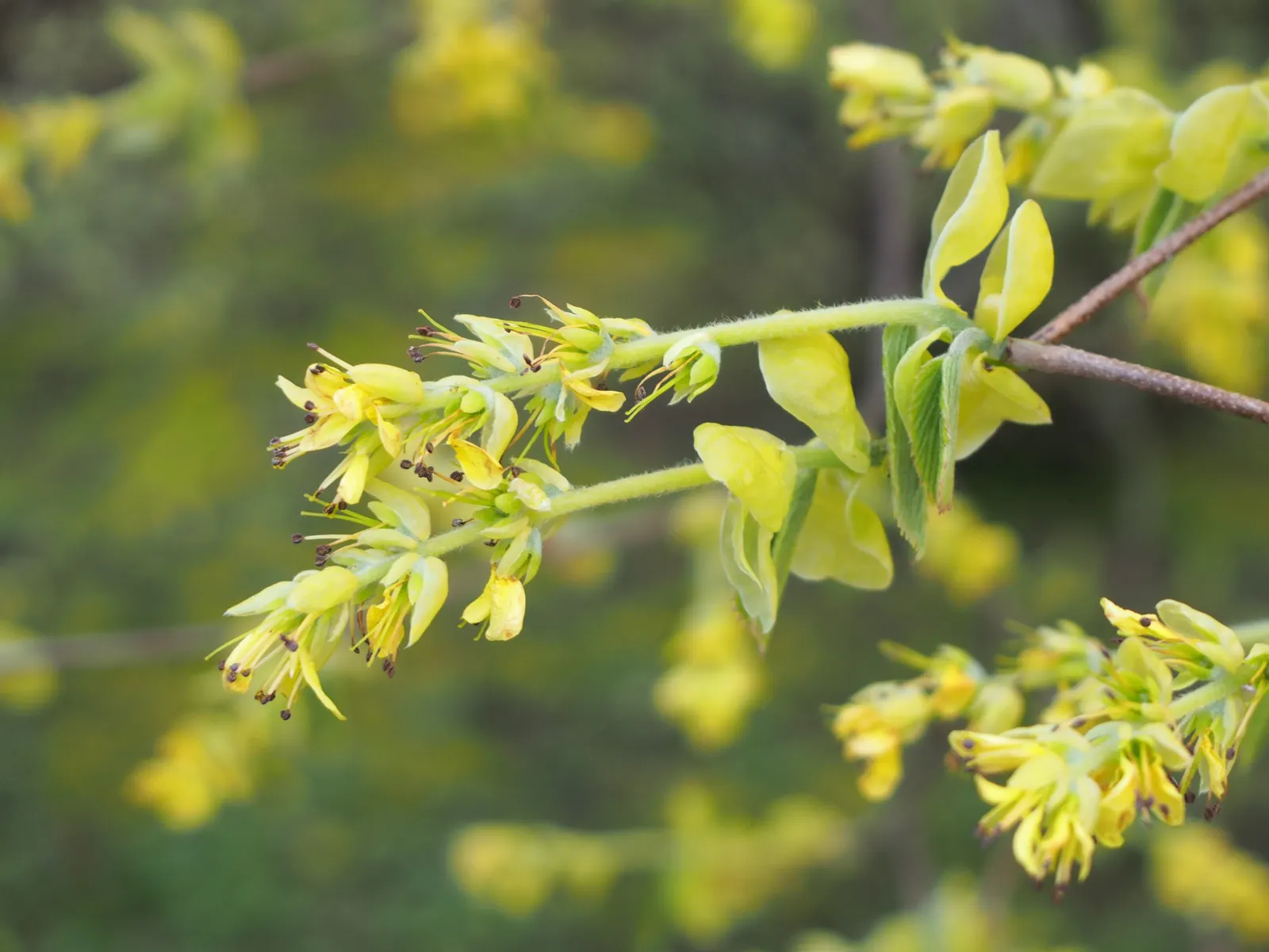 Winter Hazel (Corylopsis Spicata) — withstanding minimum temperatures from -20 to 20 degrees Fahrenheit; the flowers precede heart-shaped, ribbed, image 77