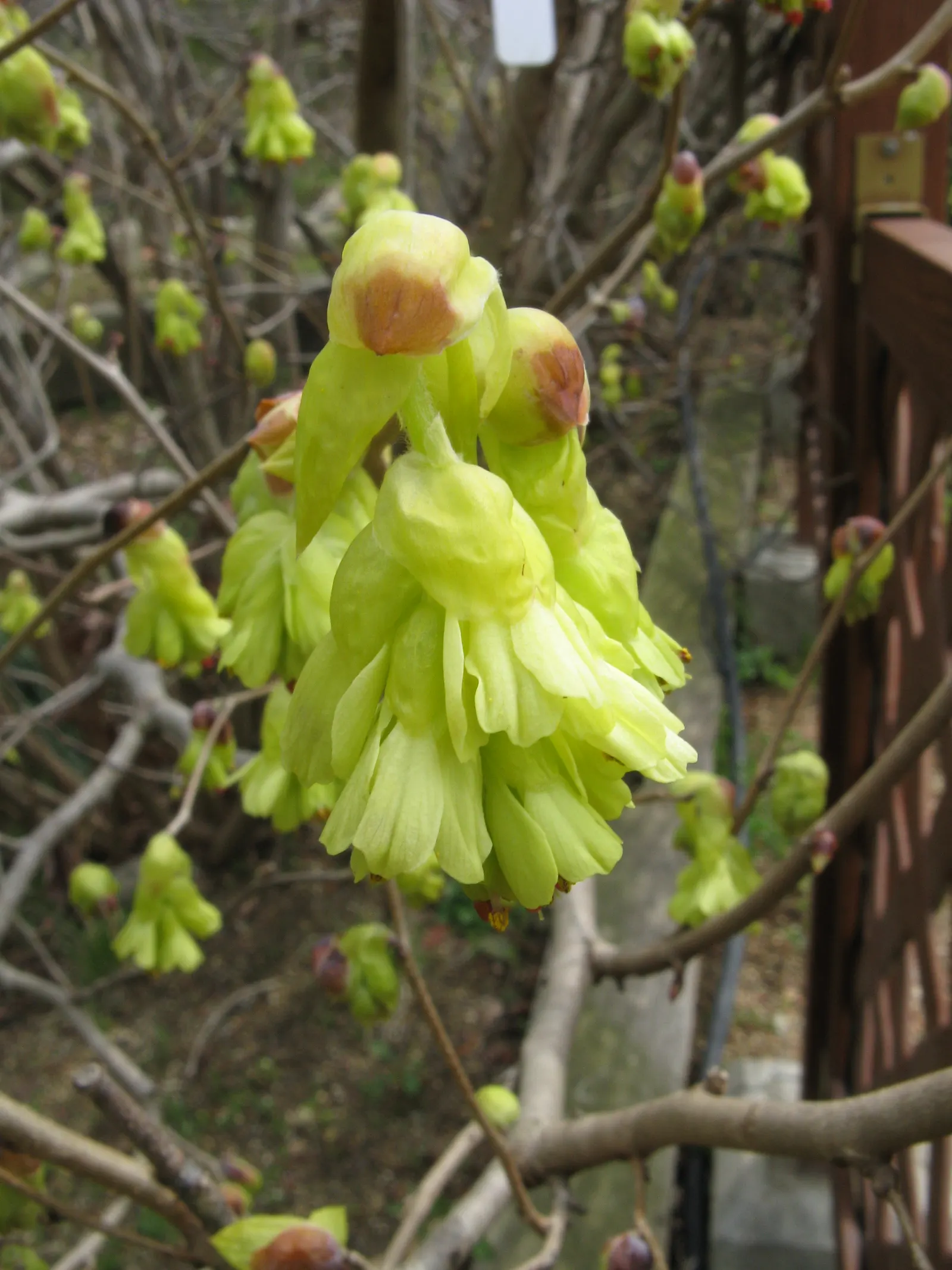 Winter Hazel (Corylopsis Spicata) — Winter Hazel's light green leaves; they turn a delightful golden-yellow in the autumn, offering three seasons of interest