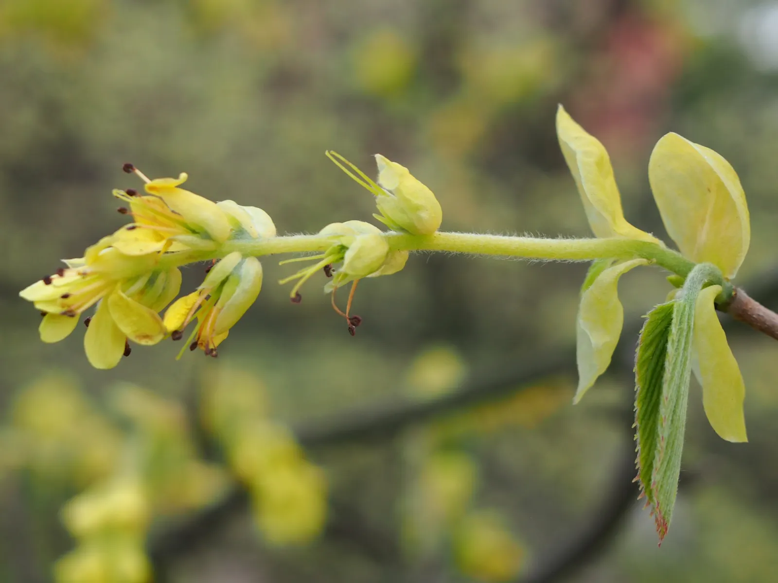Winter Hazel (Corylopsis Spicata) — shrub for full or half; this makes Corylopsis spicata a beautiful and manageable addition to both residential and park