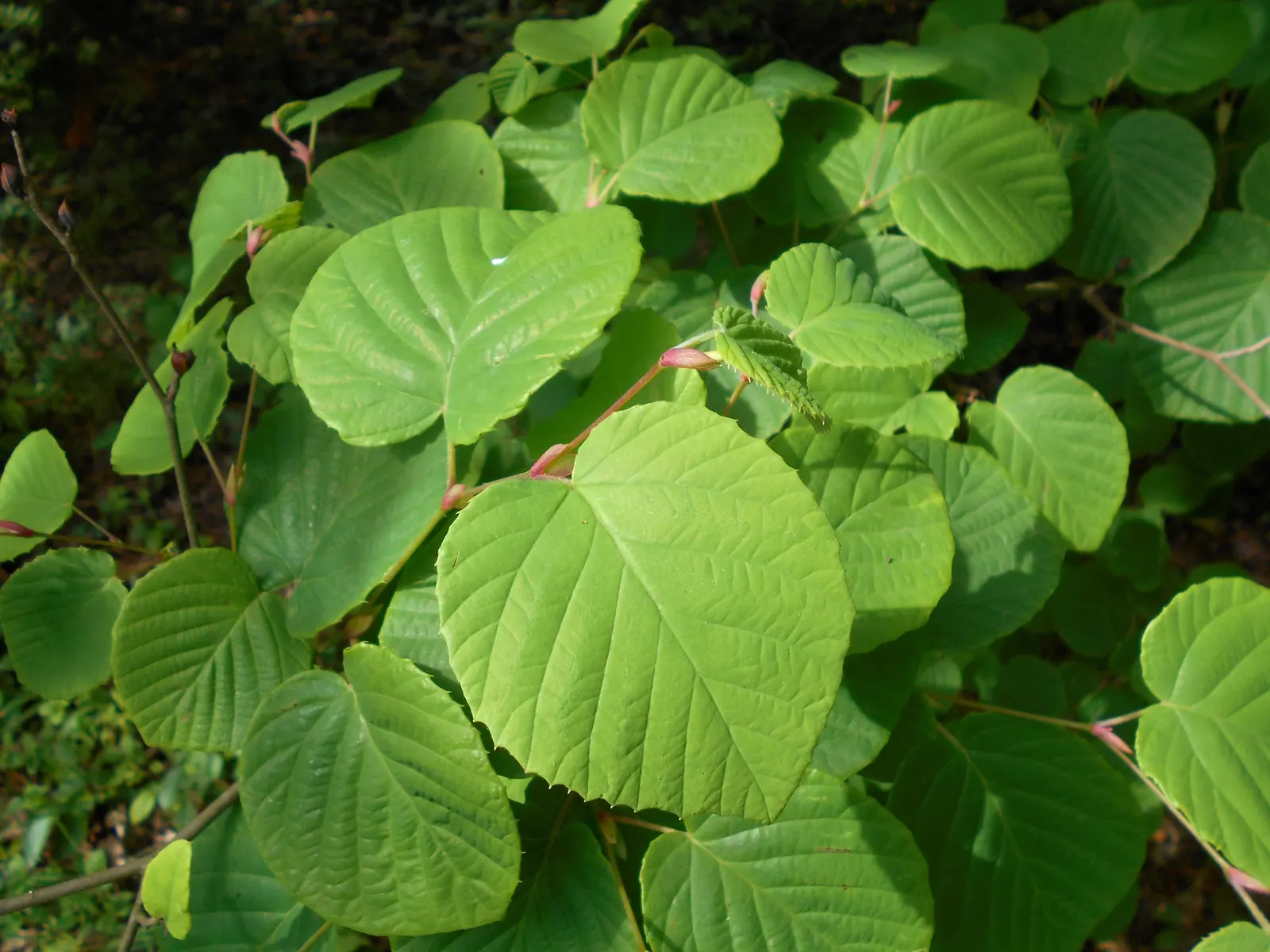 Winter Hazel (Corylopsis Spicata) — <br><br>When designing a landscape