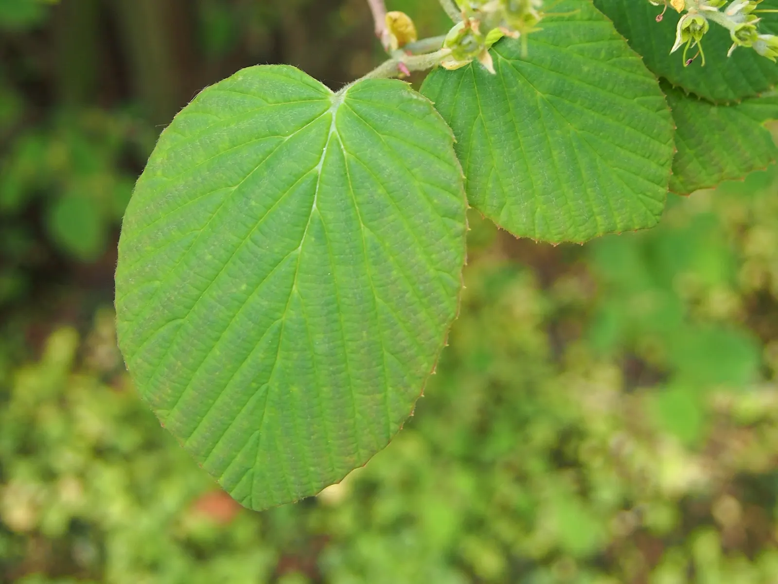 Winter Hazel (Corylopsis Spicata) — heart-shaped with subtle serrated edges; this makes Corylopsis spicata a beautiful and manageable addition to, image 128