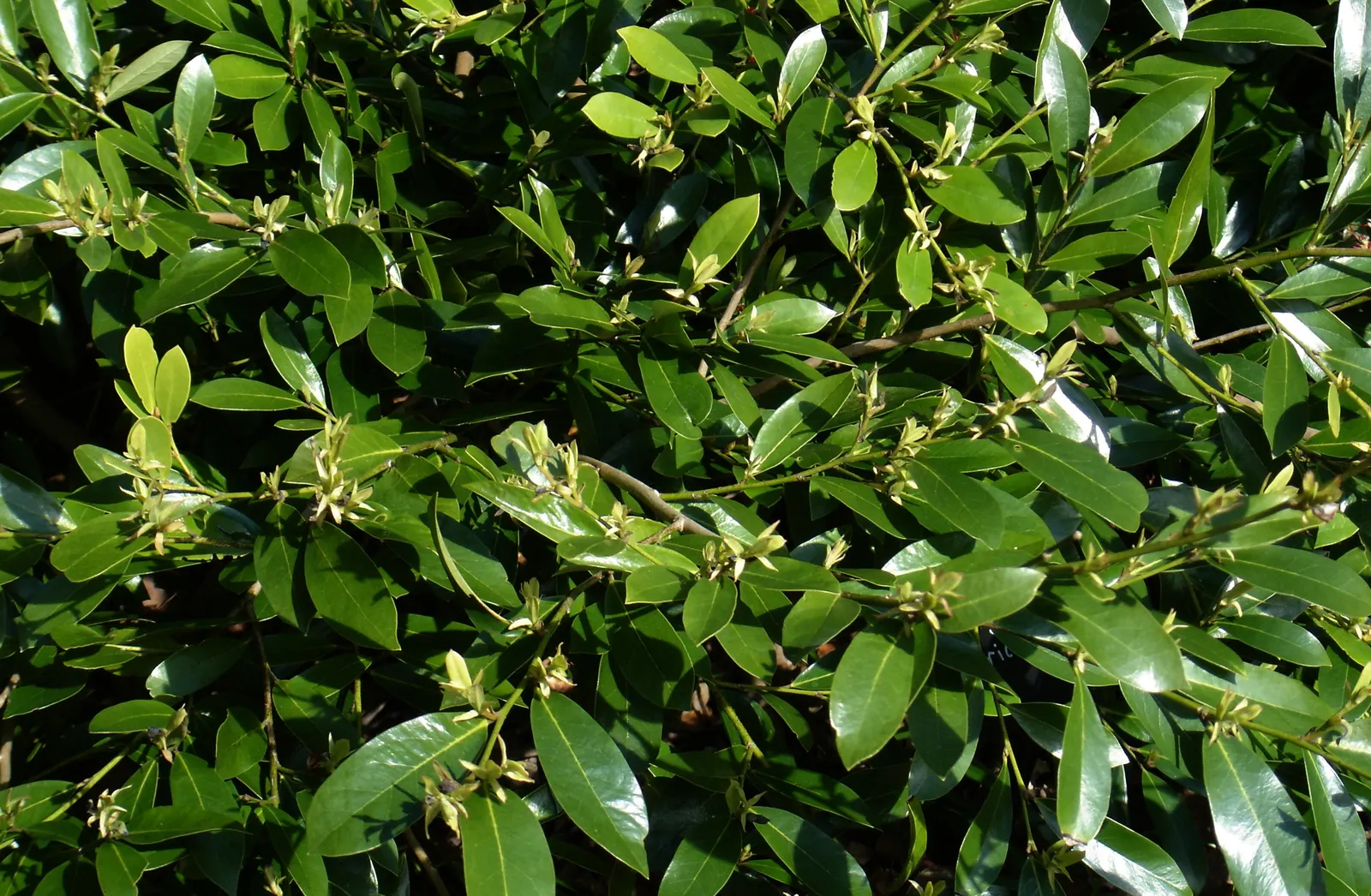 Winter Hazel (Corylopsis Spicata) — the Winter Hazel typically reaches a modest height of 4 to 8 feet and spreads an equal width; they turn a, image 119