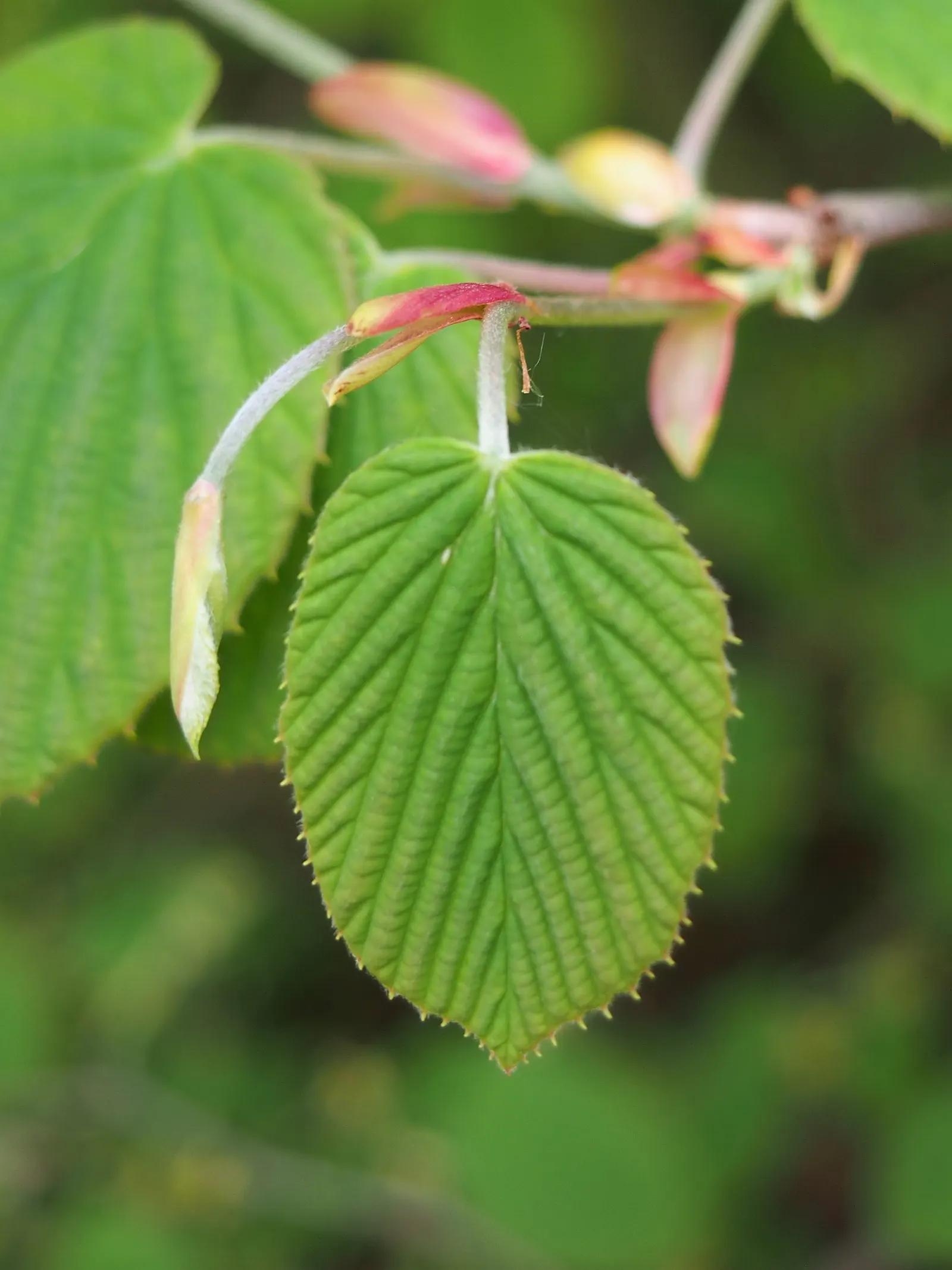 Winter Hazel (Corylopsis Spicata) — For maximum visual impact