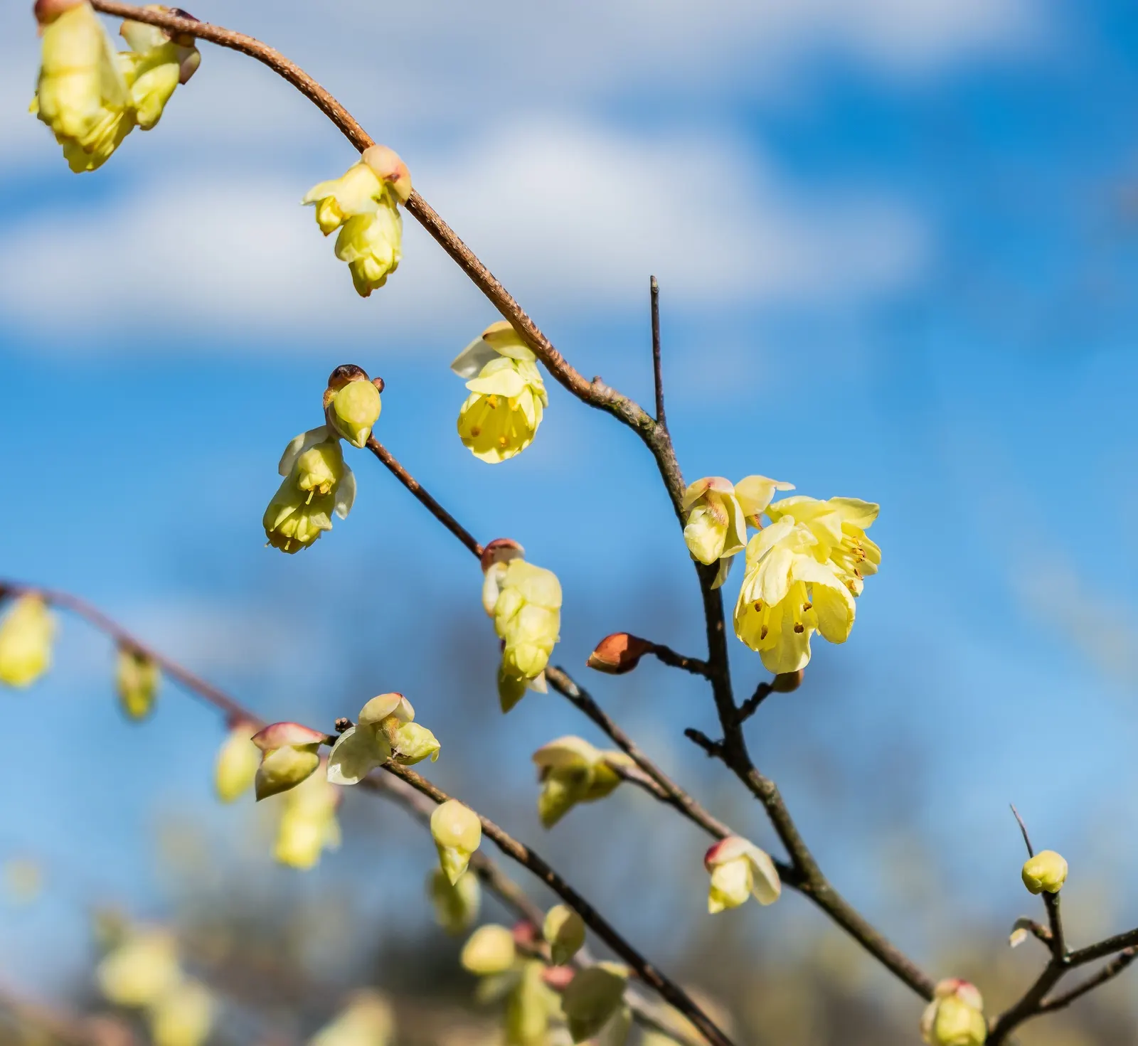 Winter Hazel (Corylopsis Spicata) — shrub with yellow blooms; they turn a delightful golden-yellow in the autumn, offering three seasons of interest, image 83