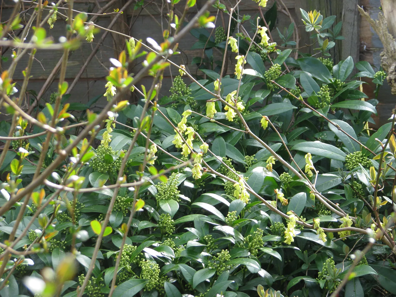 Winter Hazel (Corylopsis Spicata) — <br><br>Not just a one-season wonder; which allows its pendulous