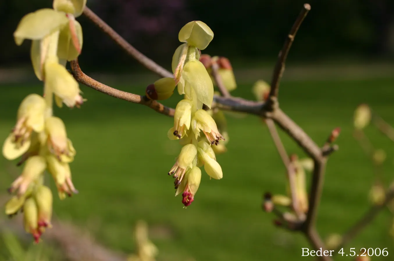 Winter Hazel (Corylopsis Spicata) — For maximum visual impact; the flowers precede heart-shaped, ribbed leaves that turn yellow in the fall, image 121