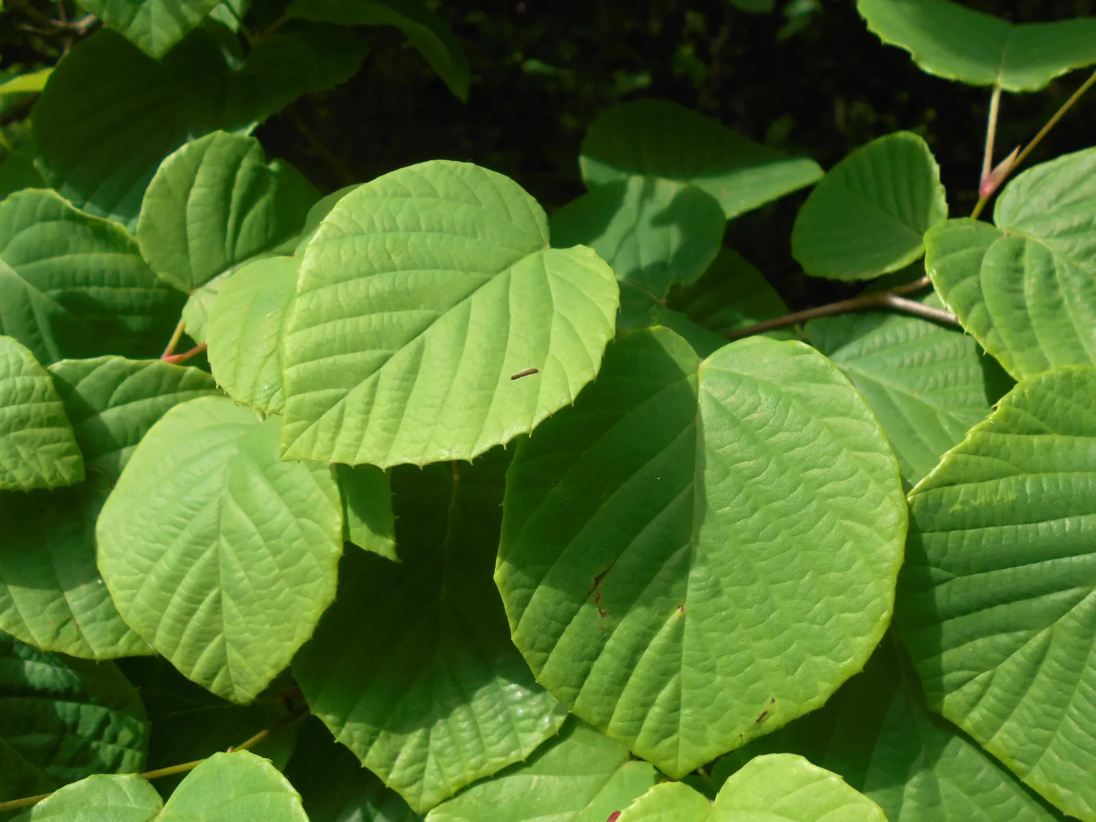 Winter Hazel (Corylopsis Spicata) — making it a versatile choice in a variety of temperate climates; which allows its pendulous, image 78