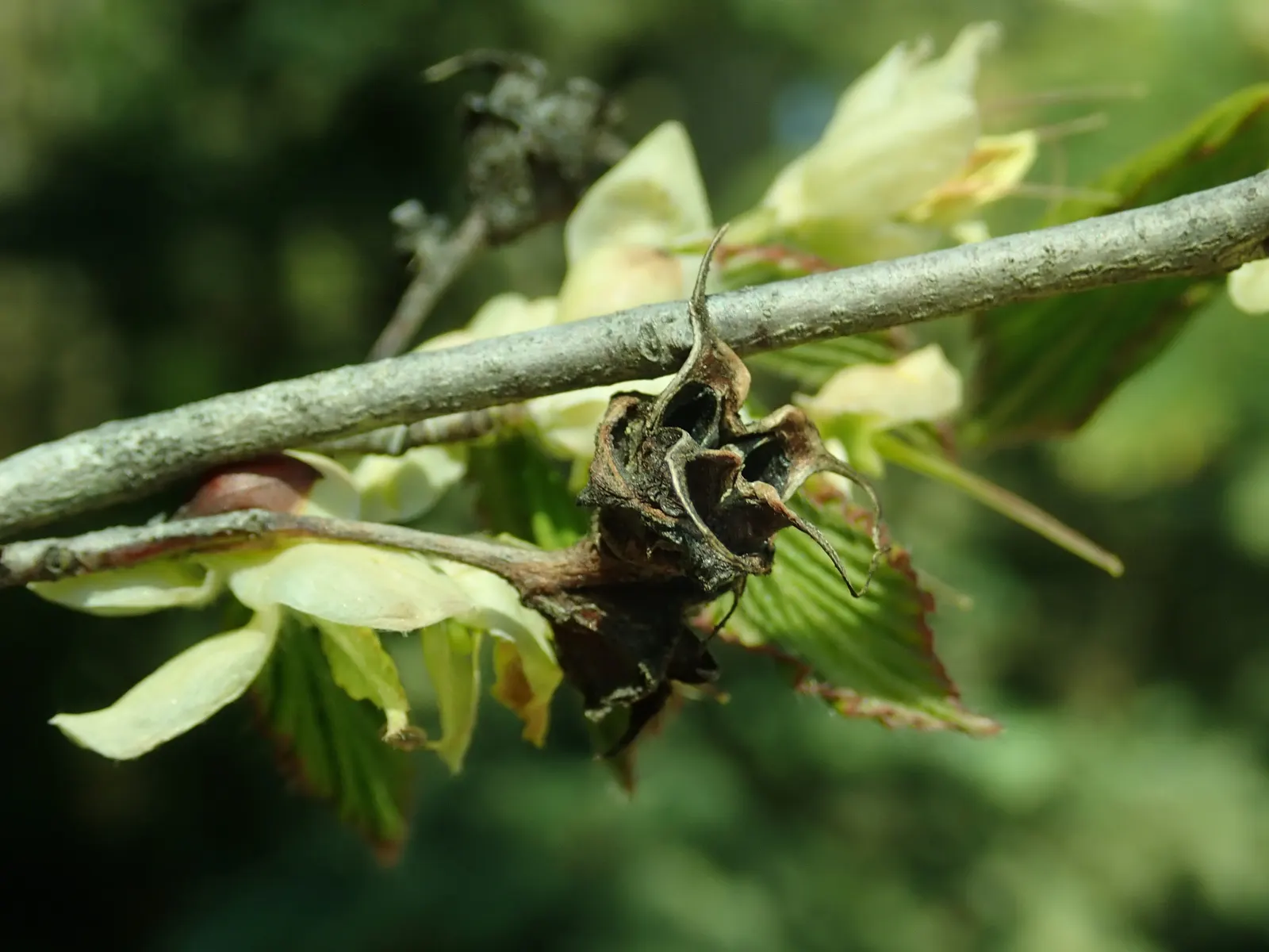 Winter Hazel (Corylopsis Spicata) — A deciduous shrub that hails from the forests of Japan and Korea; which allows its pendulous, image 62